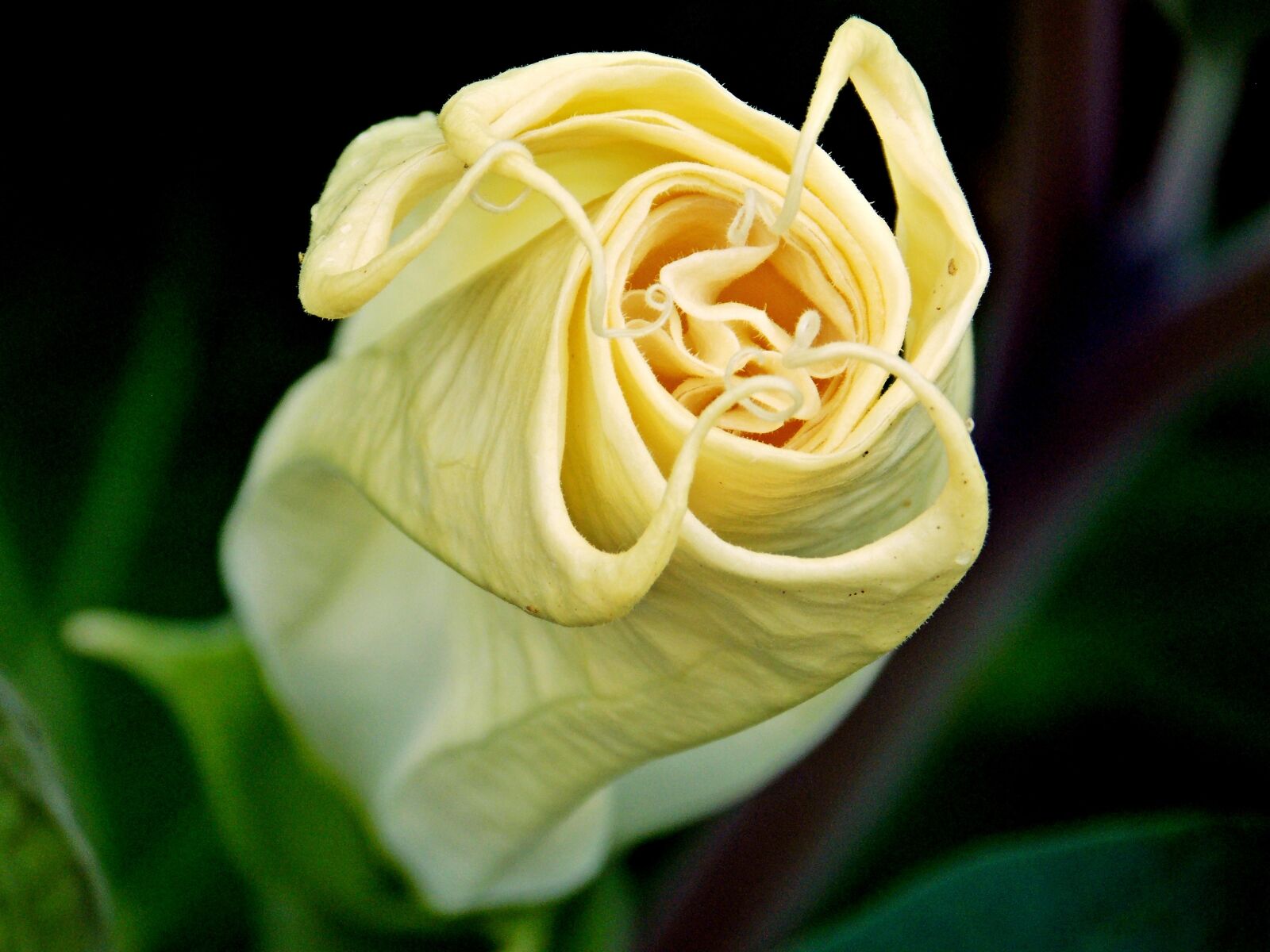 Nikon Coolpix L810 sample photo. Flower, yellow, white photography