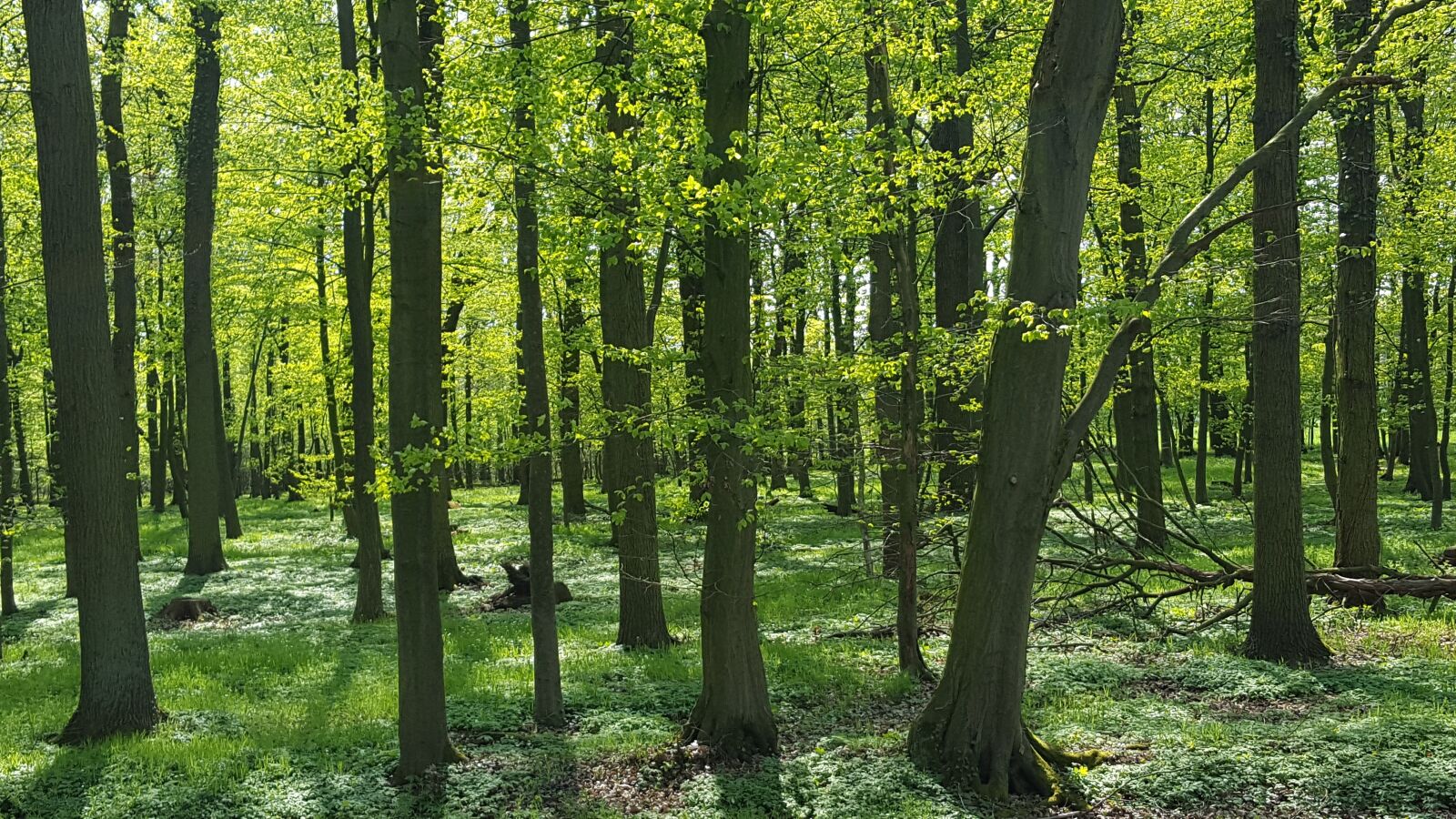 Samsung Galaxy S6 sample photo. Forest, forest floor, spring photography