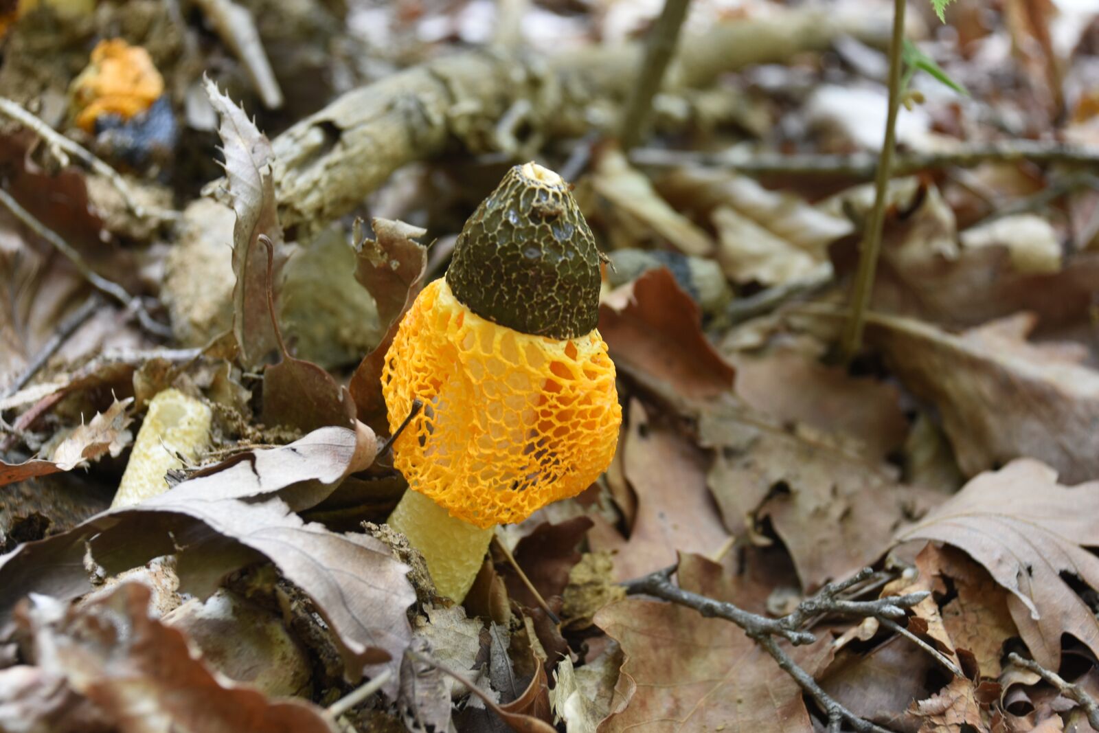 Nikon D7200 sample photo. Mushroom, yellow, net photography