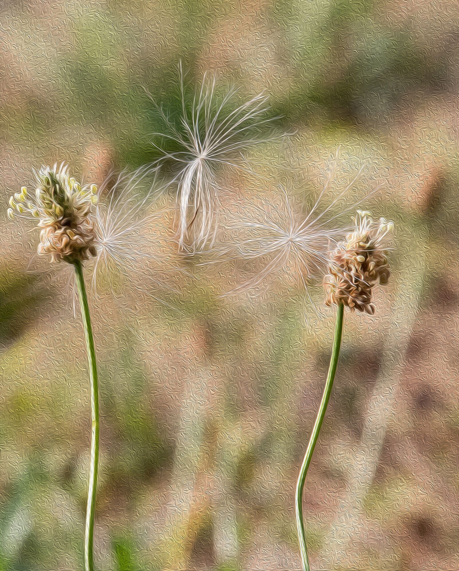 Canon EF-S 55-250mm F4-5.6 IS STM sample photo. Painting, grasses, flowers photography
