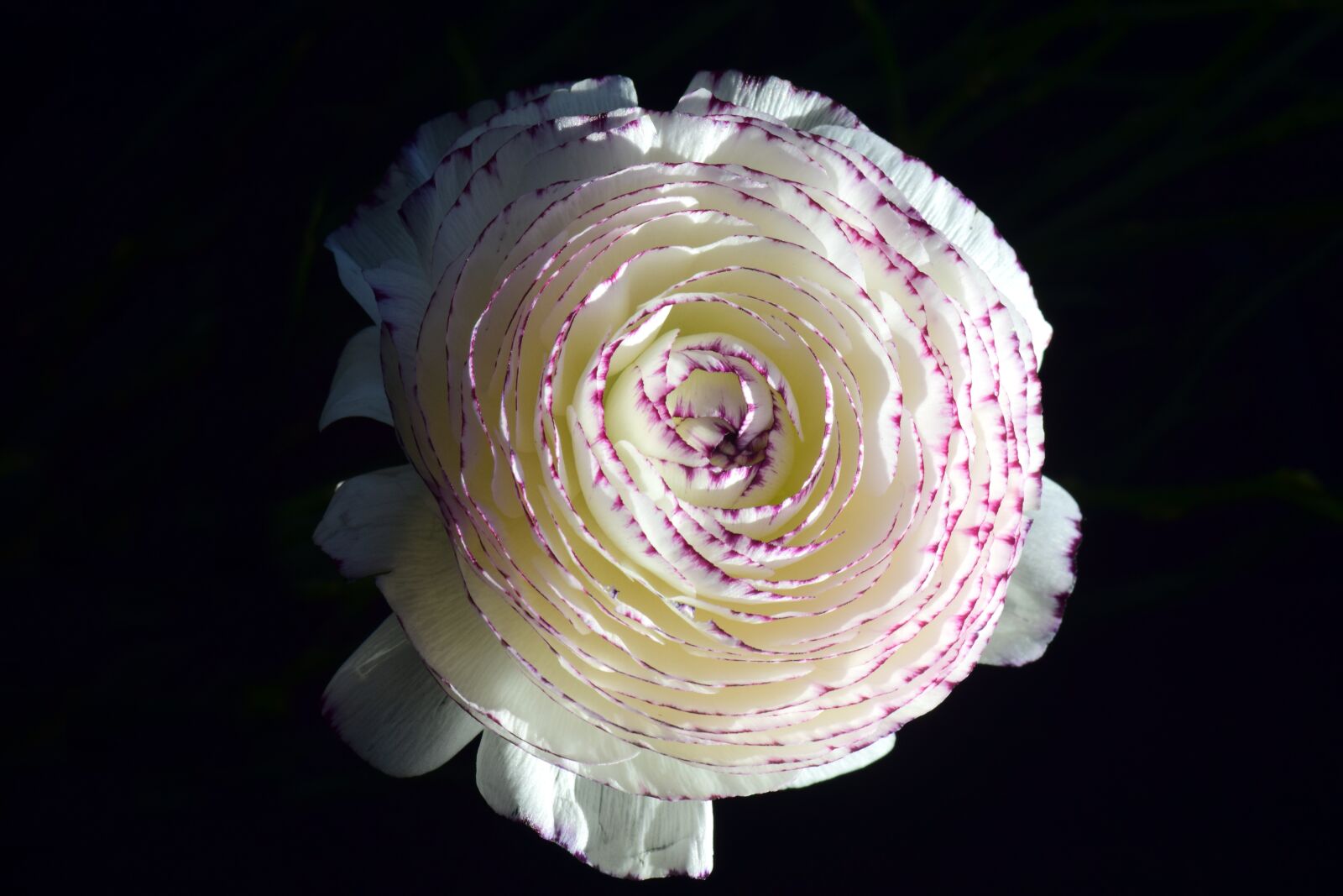 Nikon D3300 sample photo. Ranunculus, aisatischer buttercup, ranunculus photography