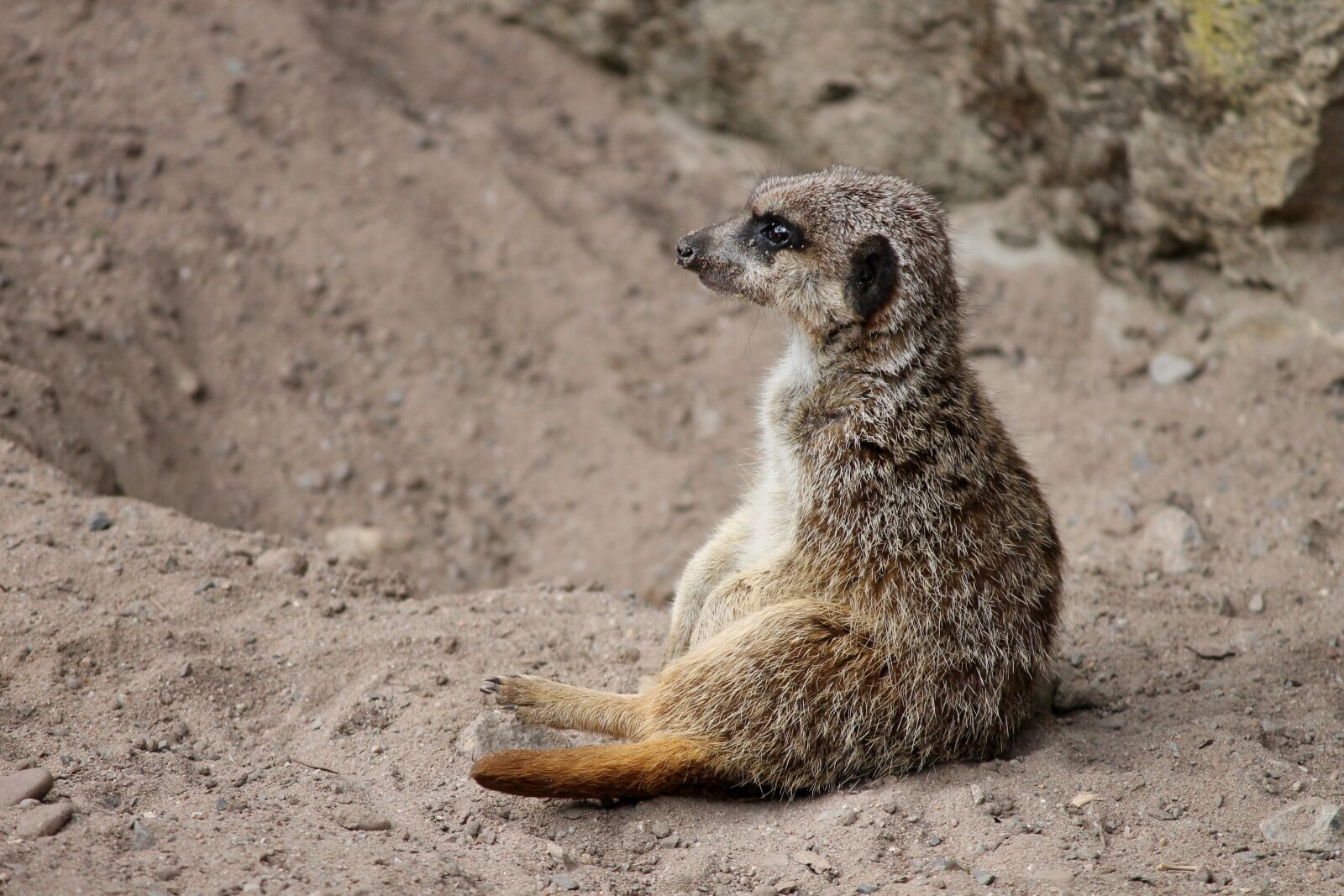 Canon EOS 1100D (EOS Rebel T3 / EOS Kiss X50) sample photo. Meerkat, mongoose, scharrtier photography