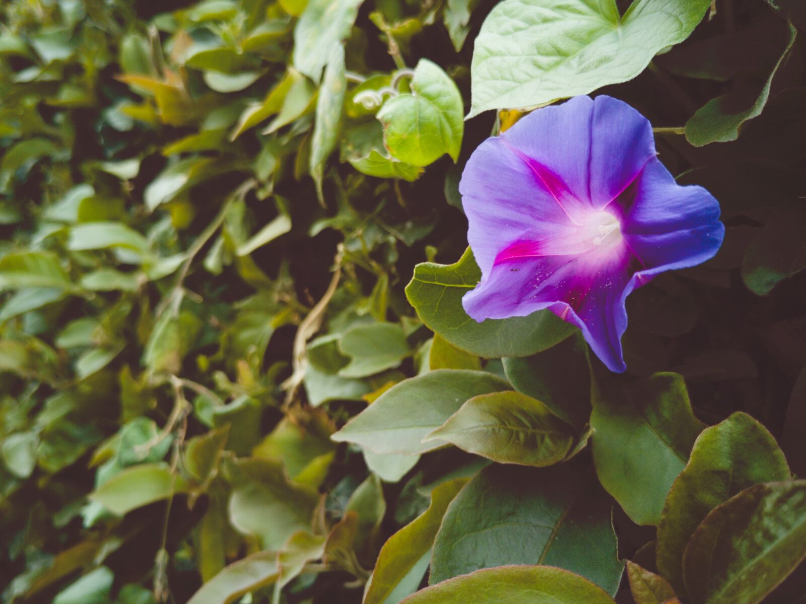 HUAWEI P20 sample photo. Flower, purple, universe photography