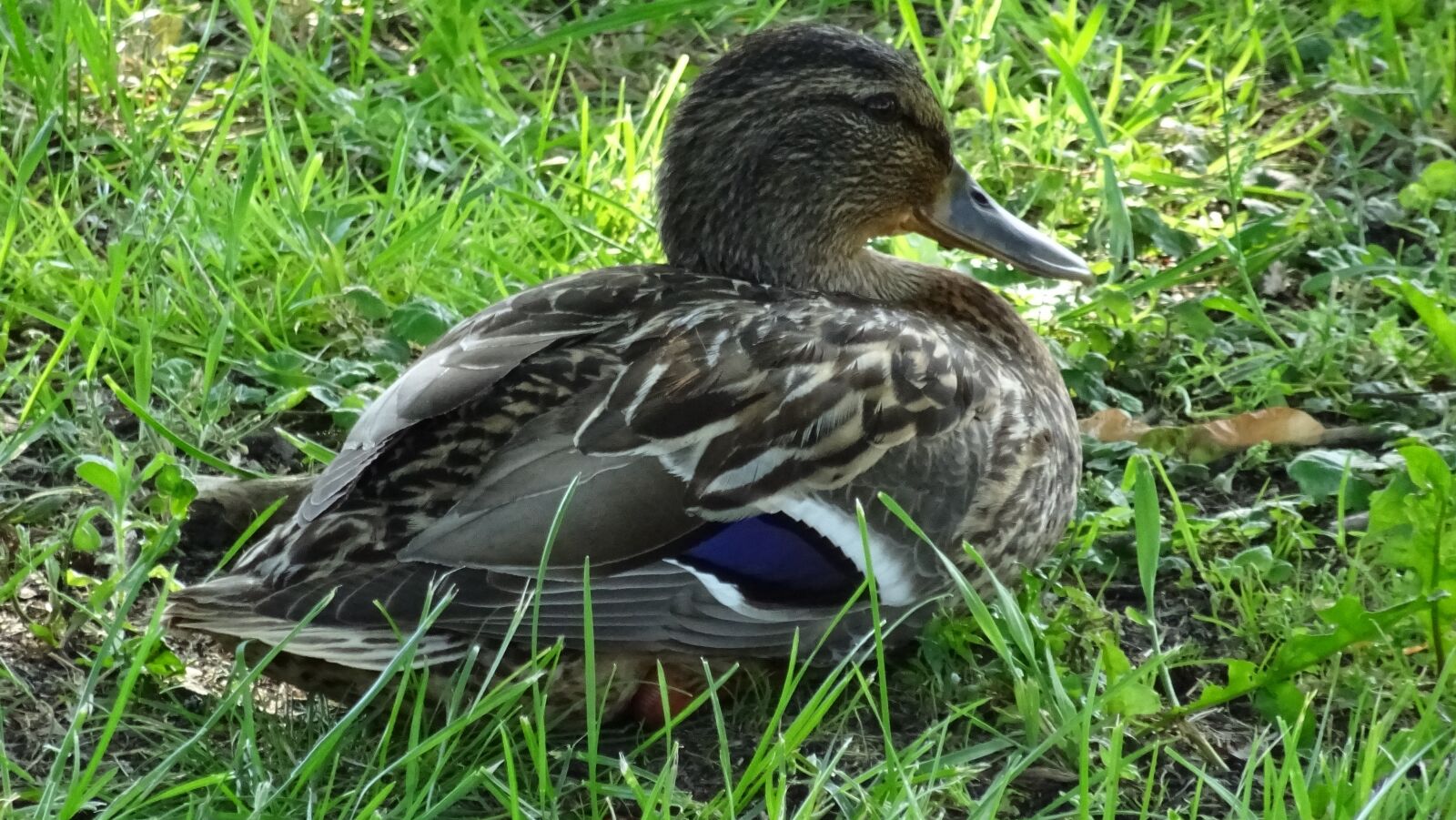 Sony DSC-HX60 sample photo. Duck, bird, lake photography