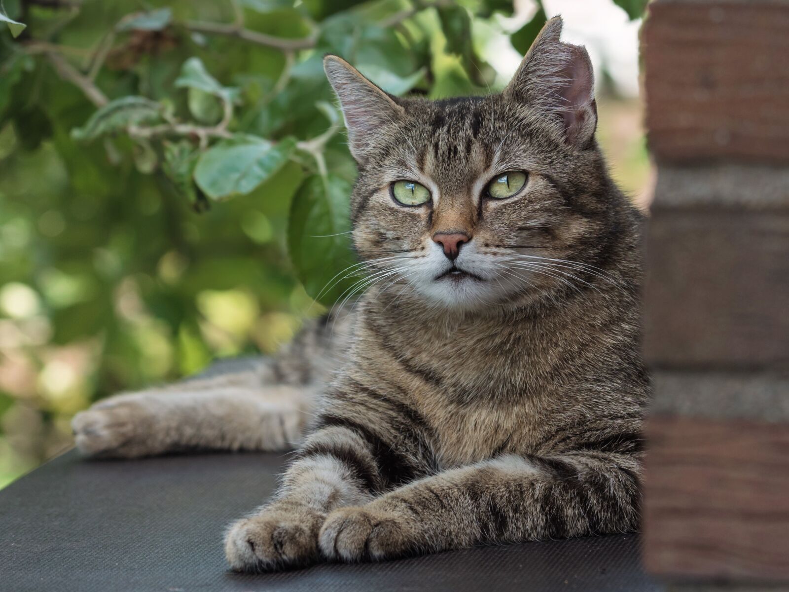 Nikon D750 sample photo. Domestic cat, tiger cat photography