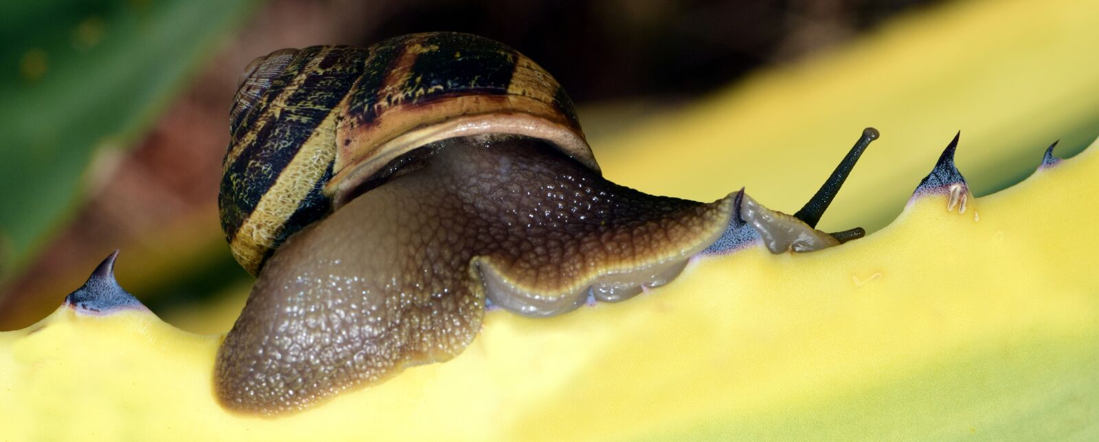 Nikon D3300 sample photo. Snail, shell, close up photography