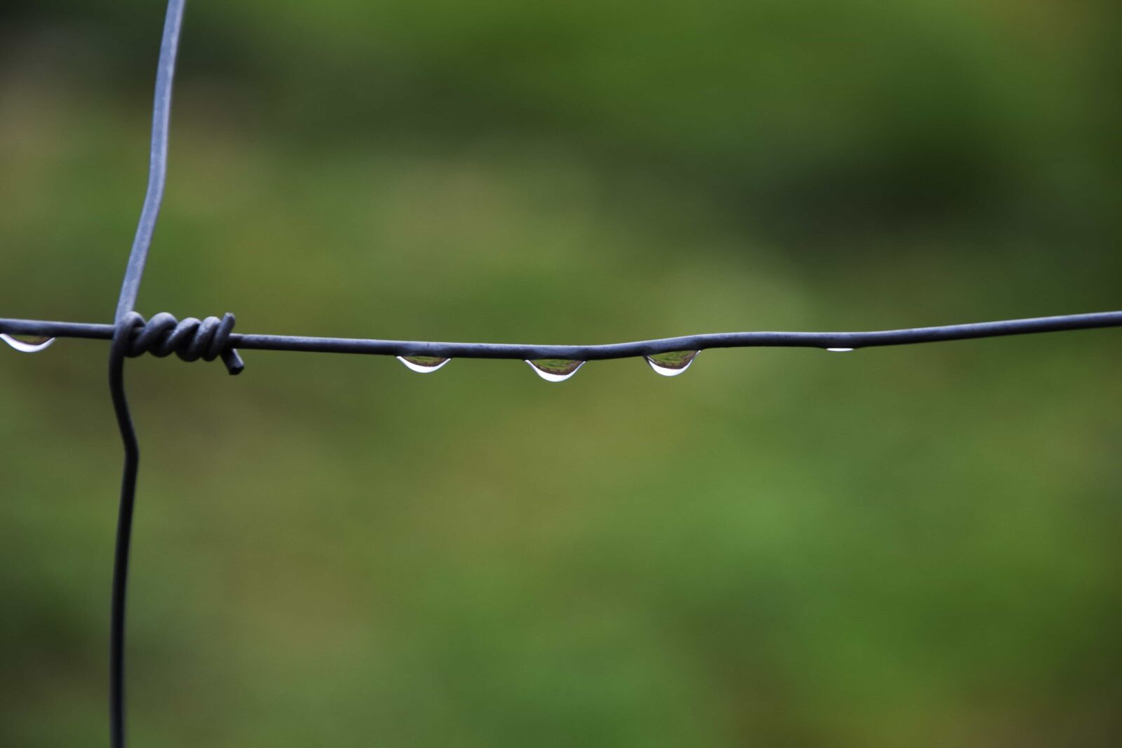 Nikon D3300 sample photo. Barbed wire, drop, rain photography