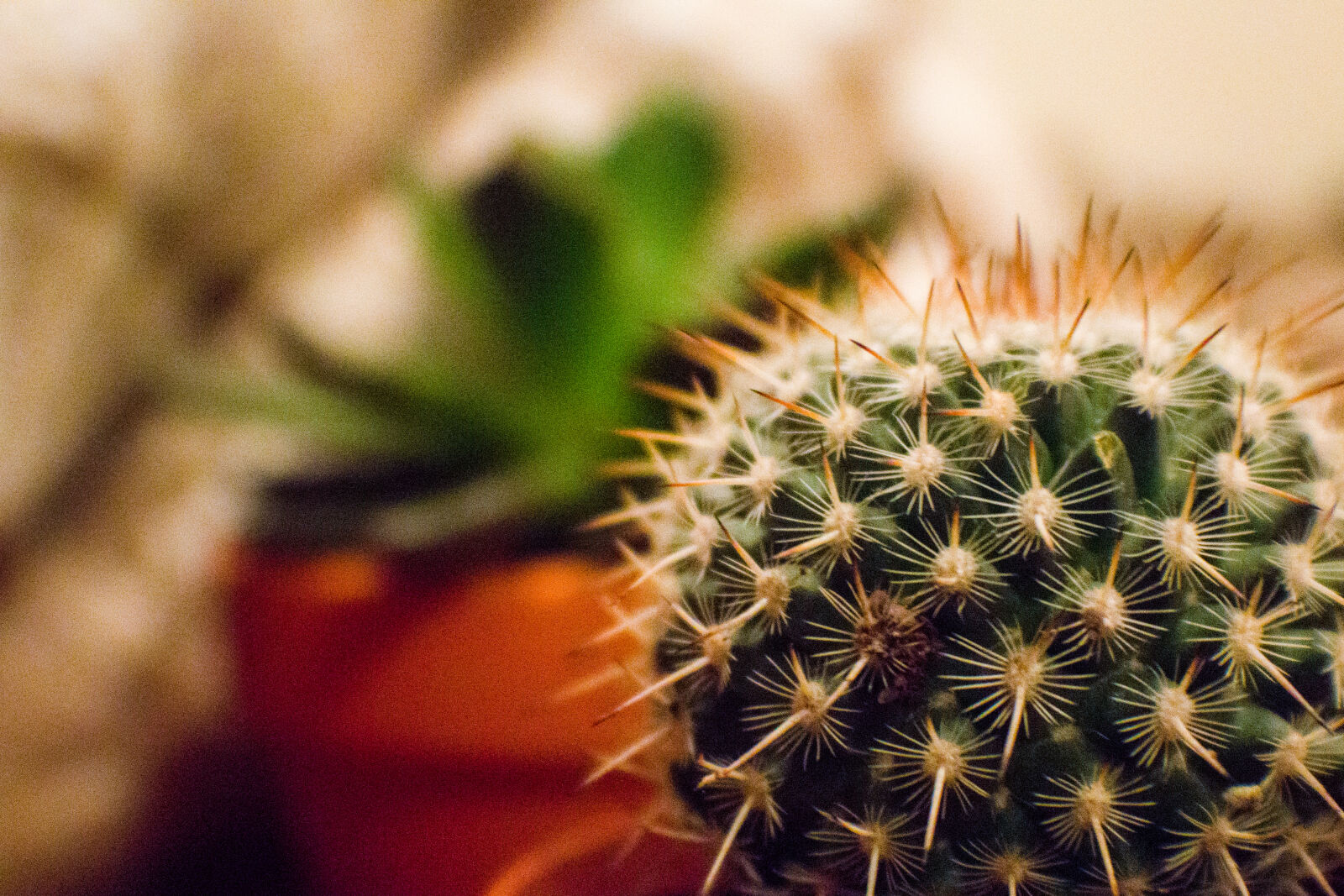 Canon EOS 1200D (EOS Rebel T5 / EOS Kiss X70 / EOS Hi) sample photo. Orange, and, green, cactus photography