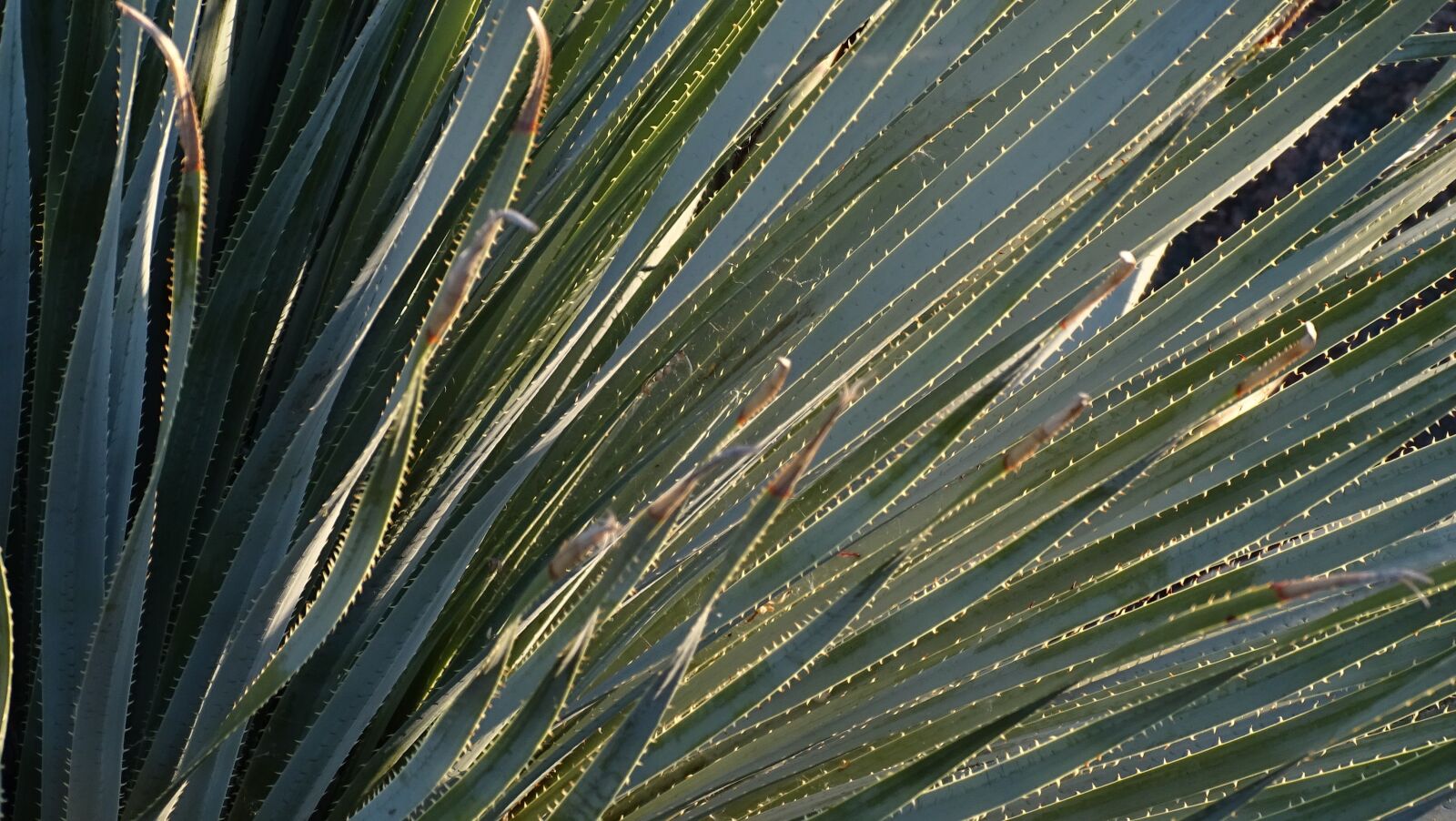 Sony Cyber-shot DSC-HX400V sample photo. Green, desert, cactus photography
