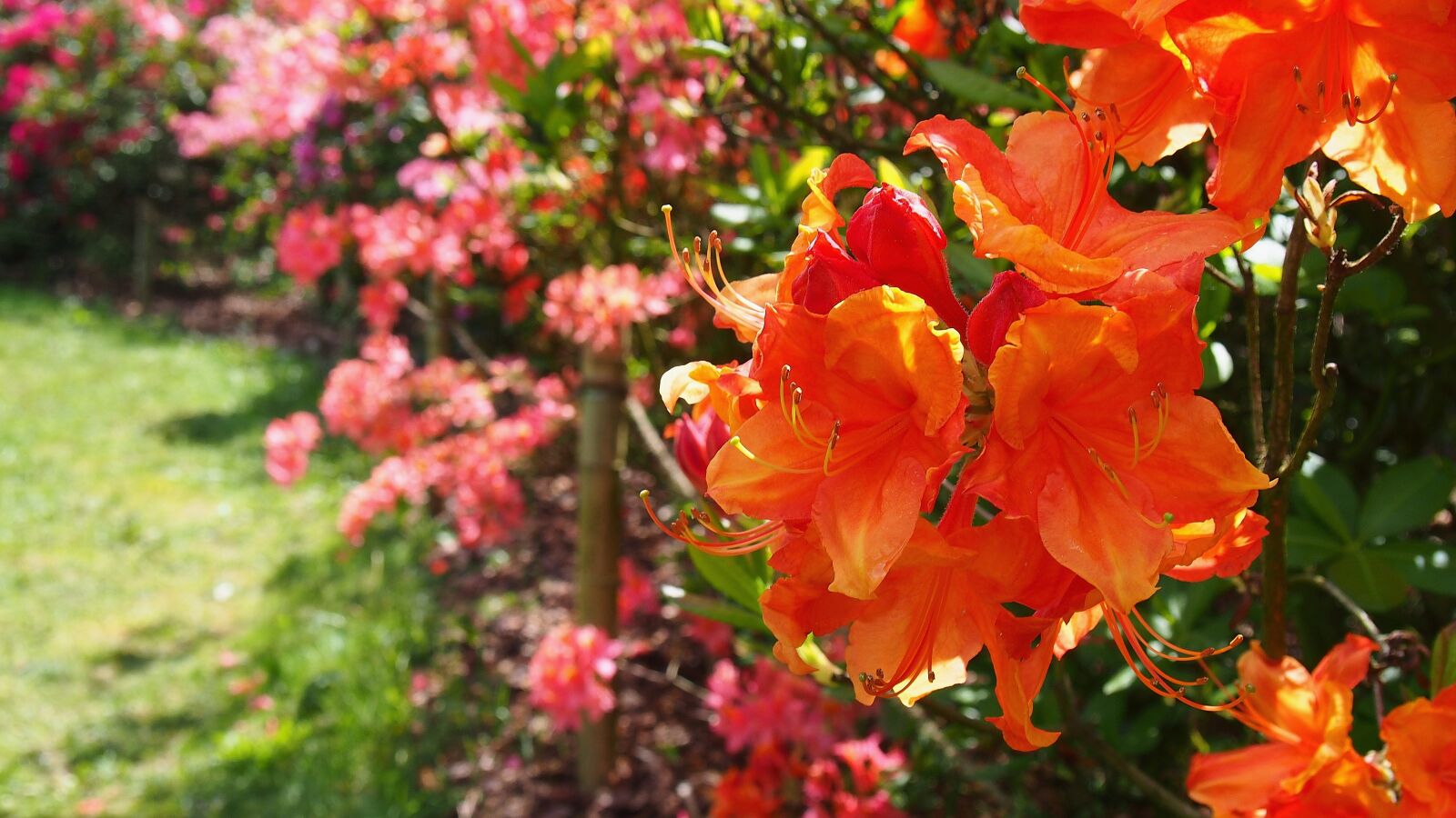 Olympus PEN E-PL6 sample photo. Azalea, flower, rhododendron japanese photography