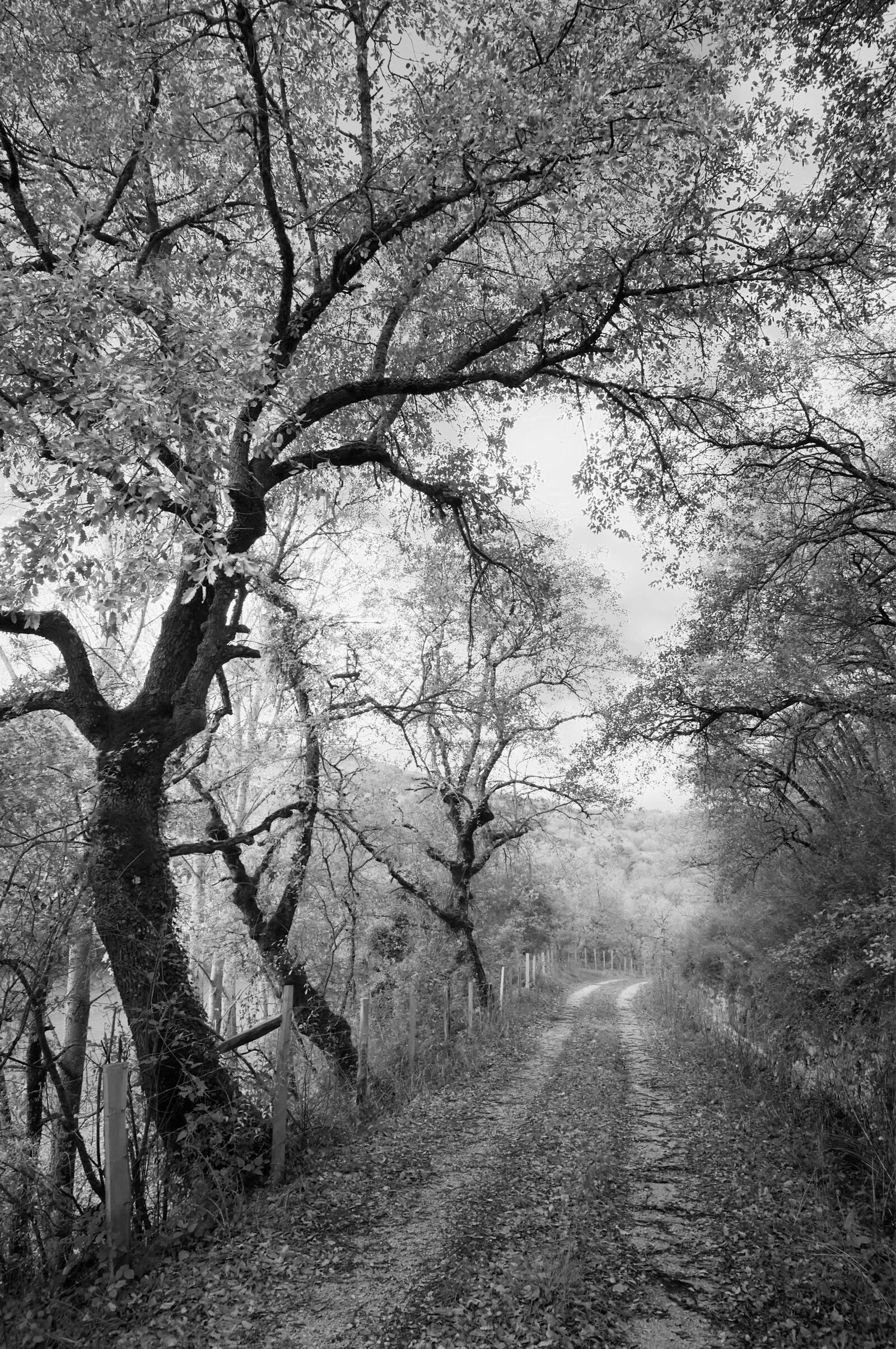 Nikon D2X sample photo. Beech, fagus, silvatica photography