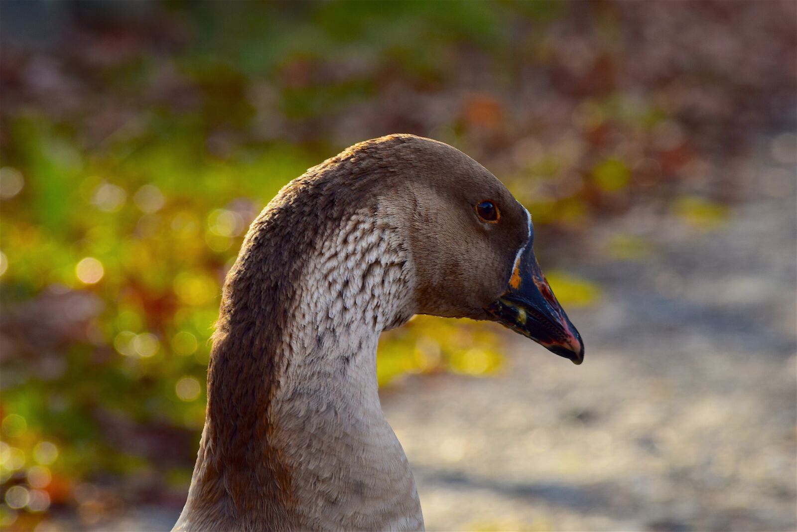 Nikon D3300 sample photo. Goose, profile, face photography