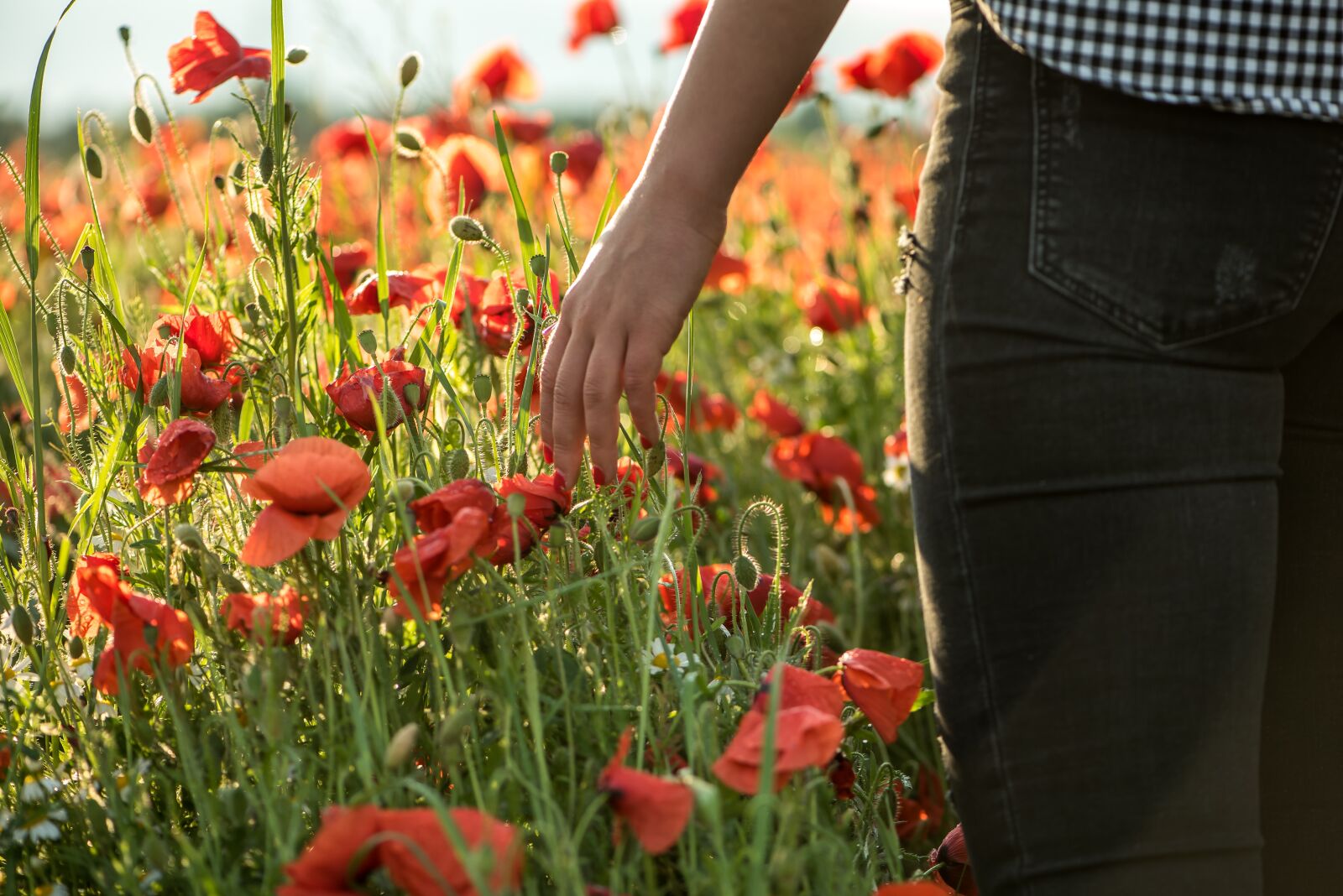 Nikon D750 sample photo. Poppy, poppy field, flower photography