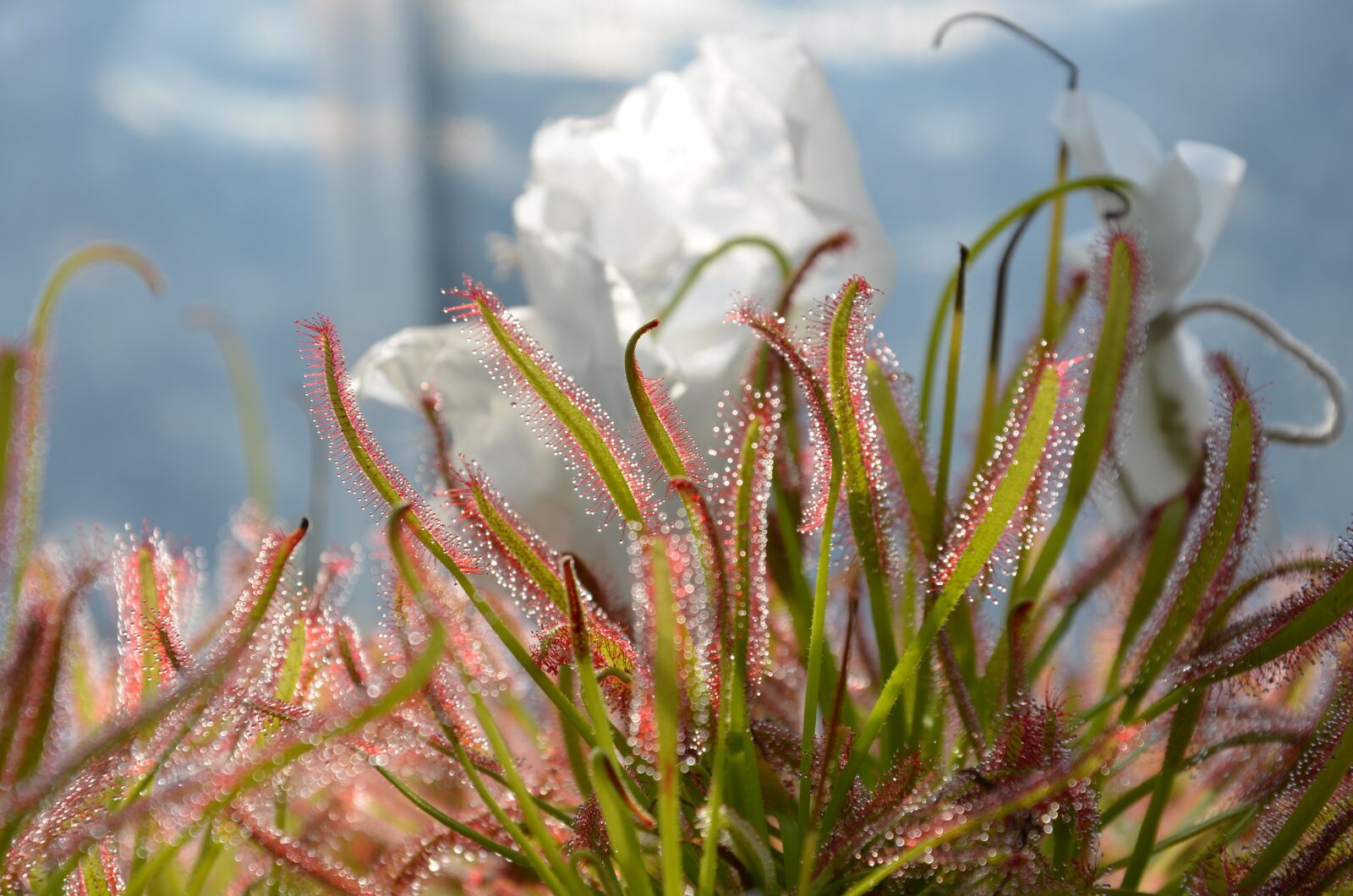 Nikon D5100 sample photo. Carnivorous plant, drop, green photography