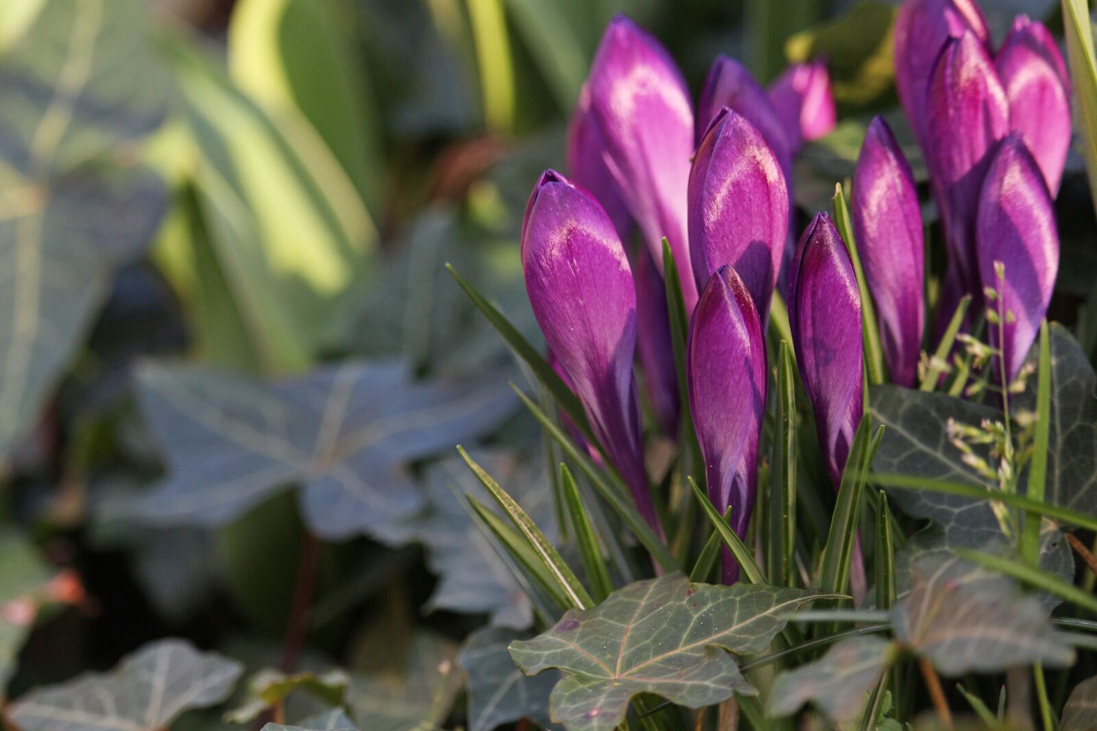Canon EOS 700D (EOS Rebel T5i / EOS Kiss X7i) sample photo. Crocus, ivy, spring photography