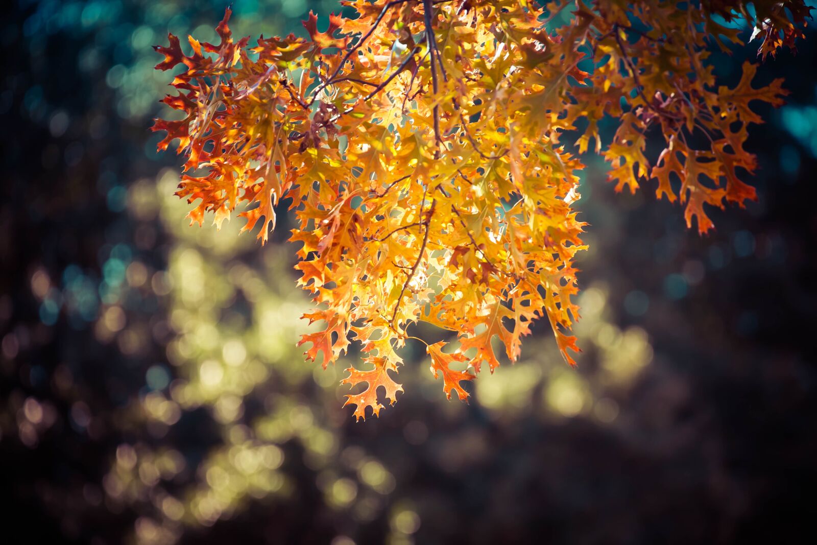 Canon EOS 5D sample photo. Leaf's, autumn, fall photography