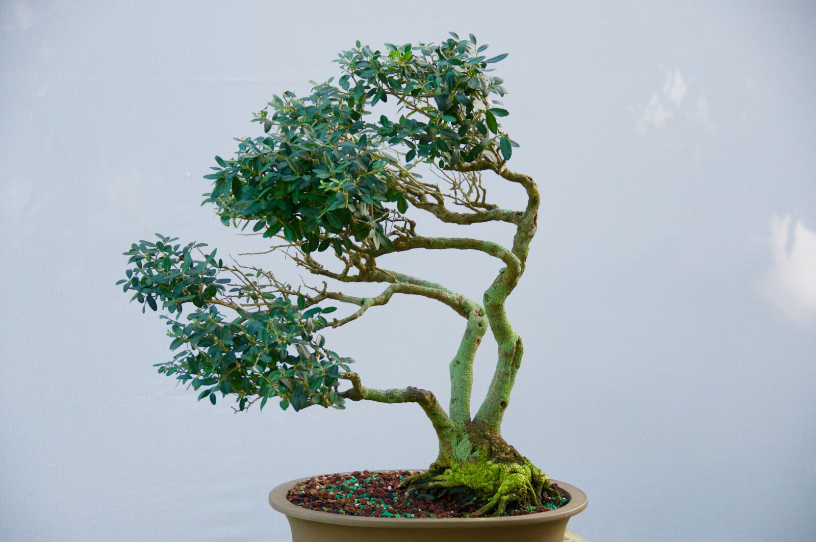 Nikon D90 sample photo. Tree, bonsai, nature photography