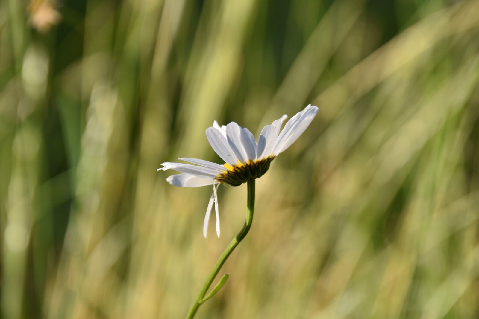 Nikon D5600 sample photo. Flower, daisy flower, flower photography