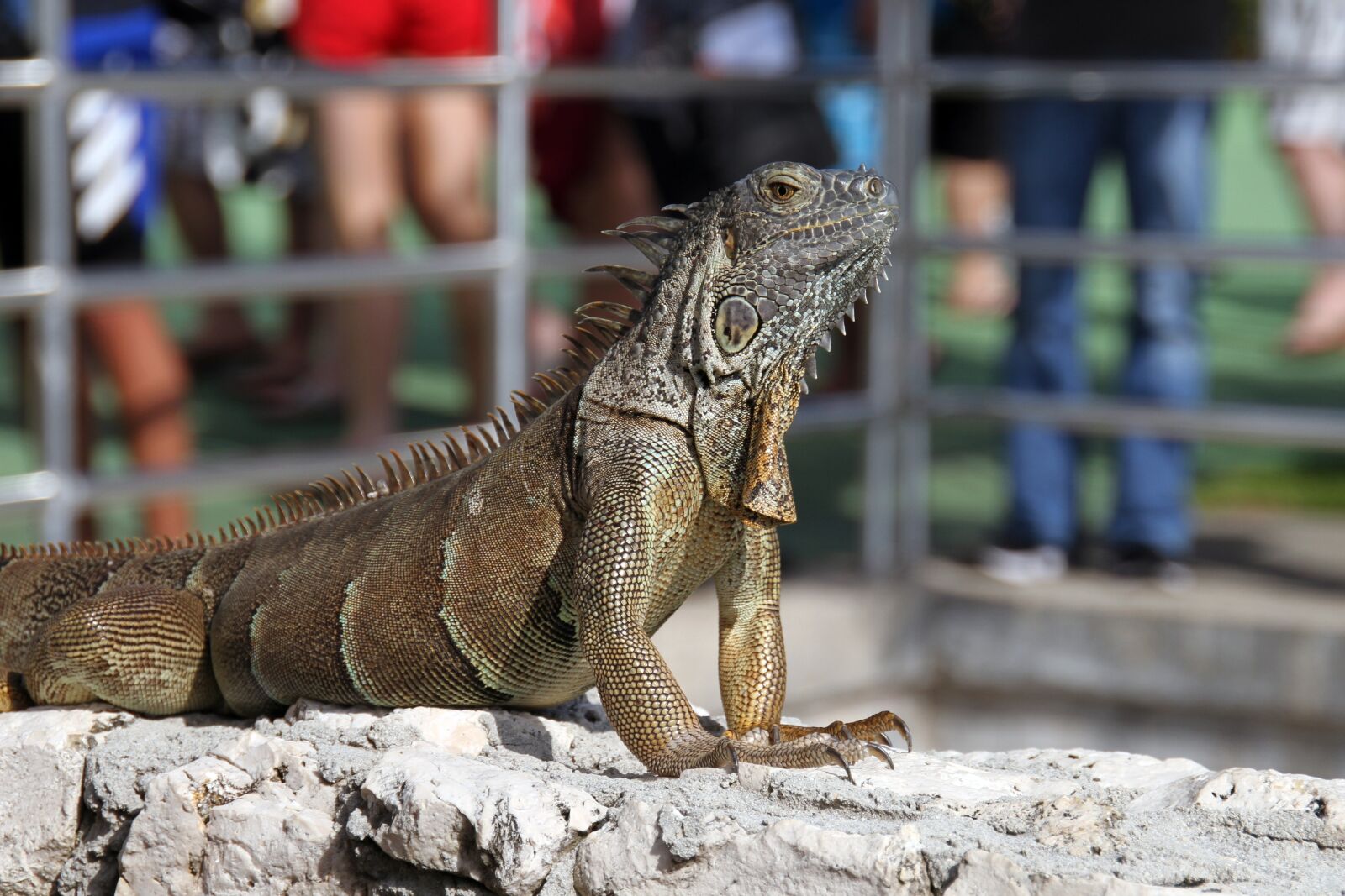 Canon EOS 7D sample photo. Iguana, reptile, lizard photography