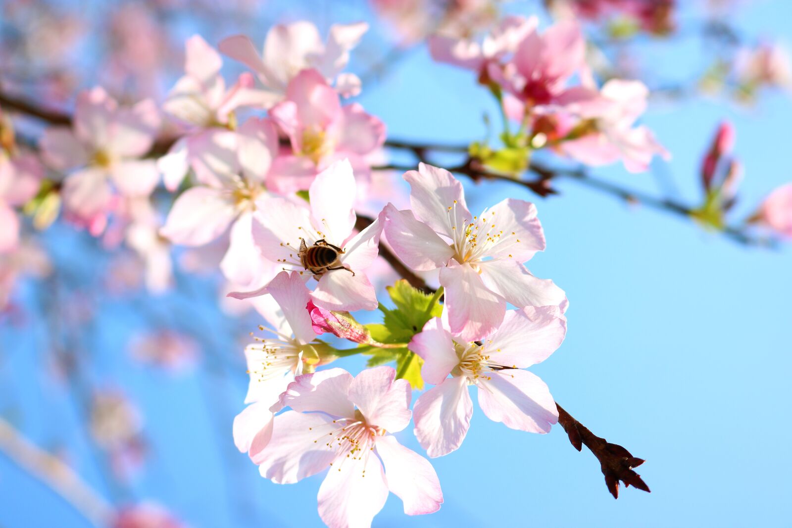 Canon EOS 750D (EOS Rebel T6i / EOS Kiss X8i) sample photo. Cherry blossoms, flower, bee photography