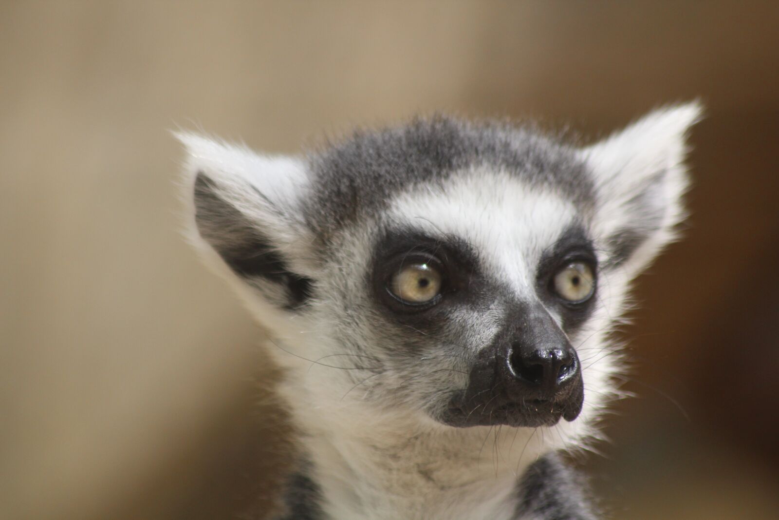 Canon EOS 600D (Rebel EOS T3i / EOS Kiss X5) sample photo. Ring tailed lemur, lemur photography
