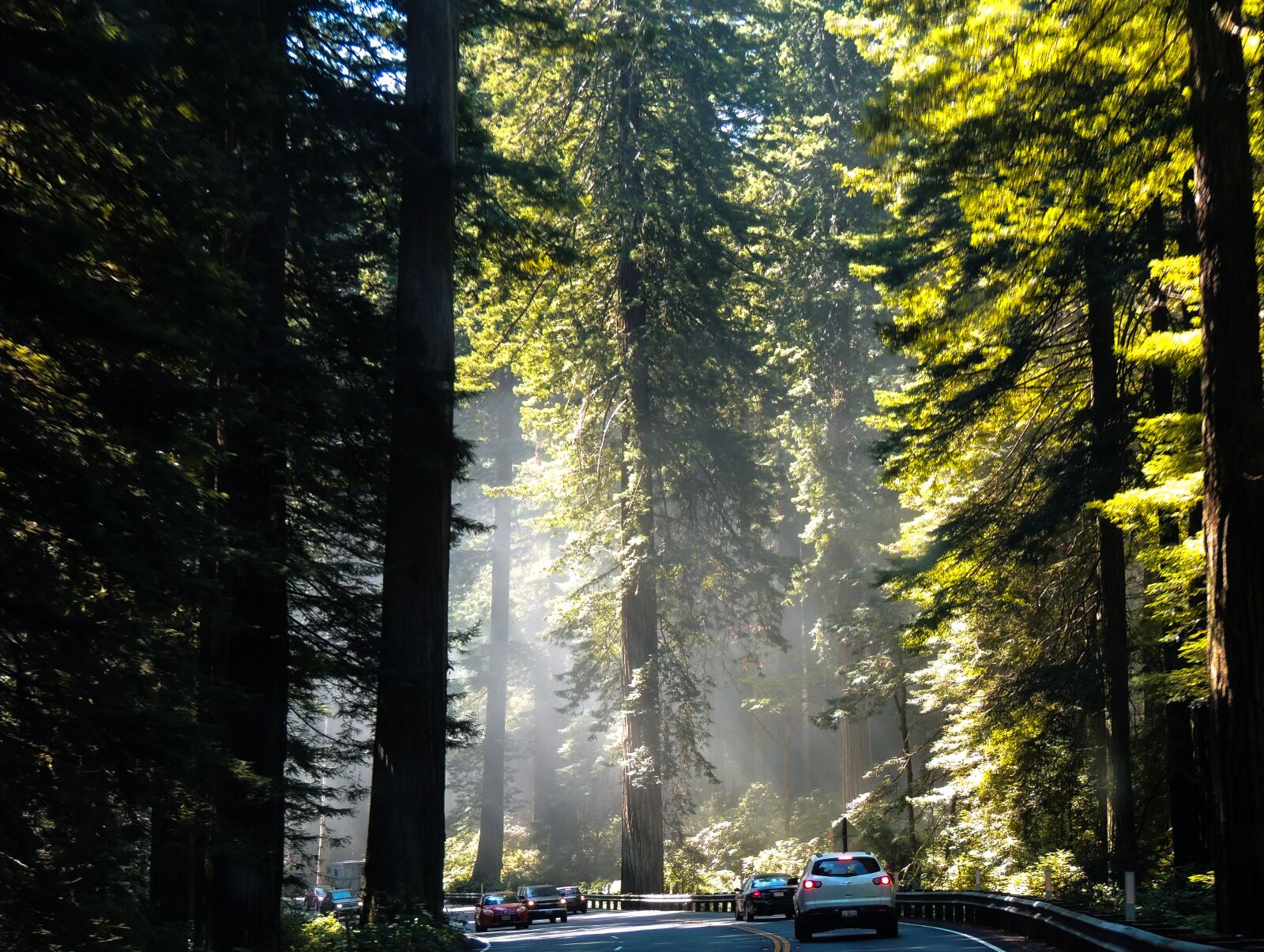 Nikon Coolpix P510 sample photo. California, redwoods, tree photography