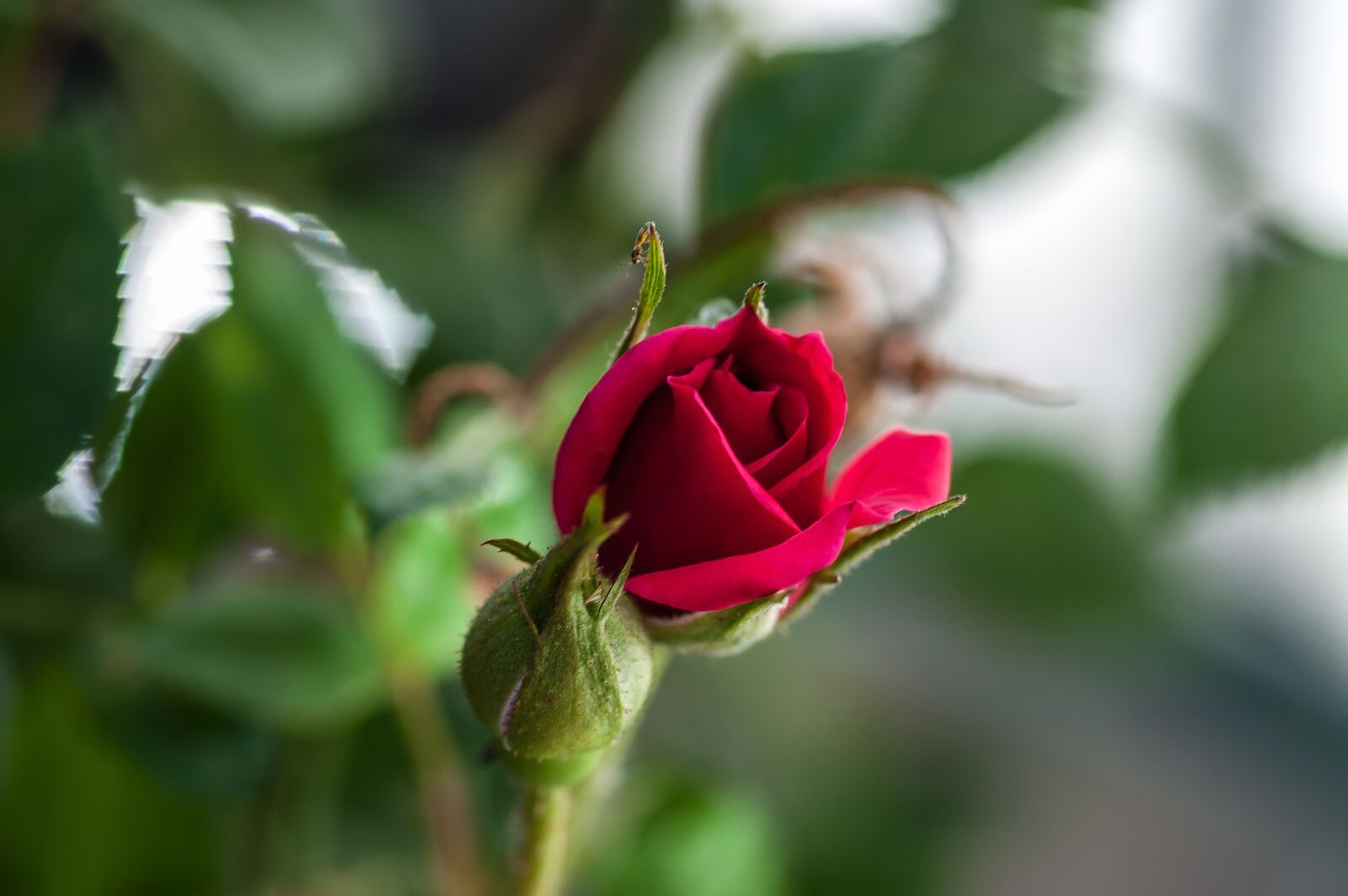 Nikon D5000 sample photo. Flower, rose, rose bloom photography