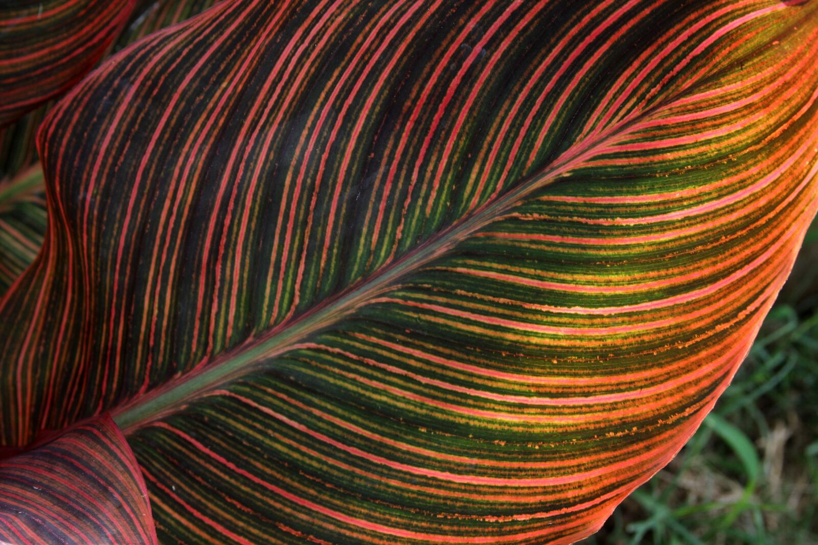 Canon EOS 7D sample photo. Leaf, colorful, nature photography