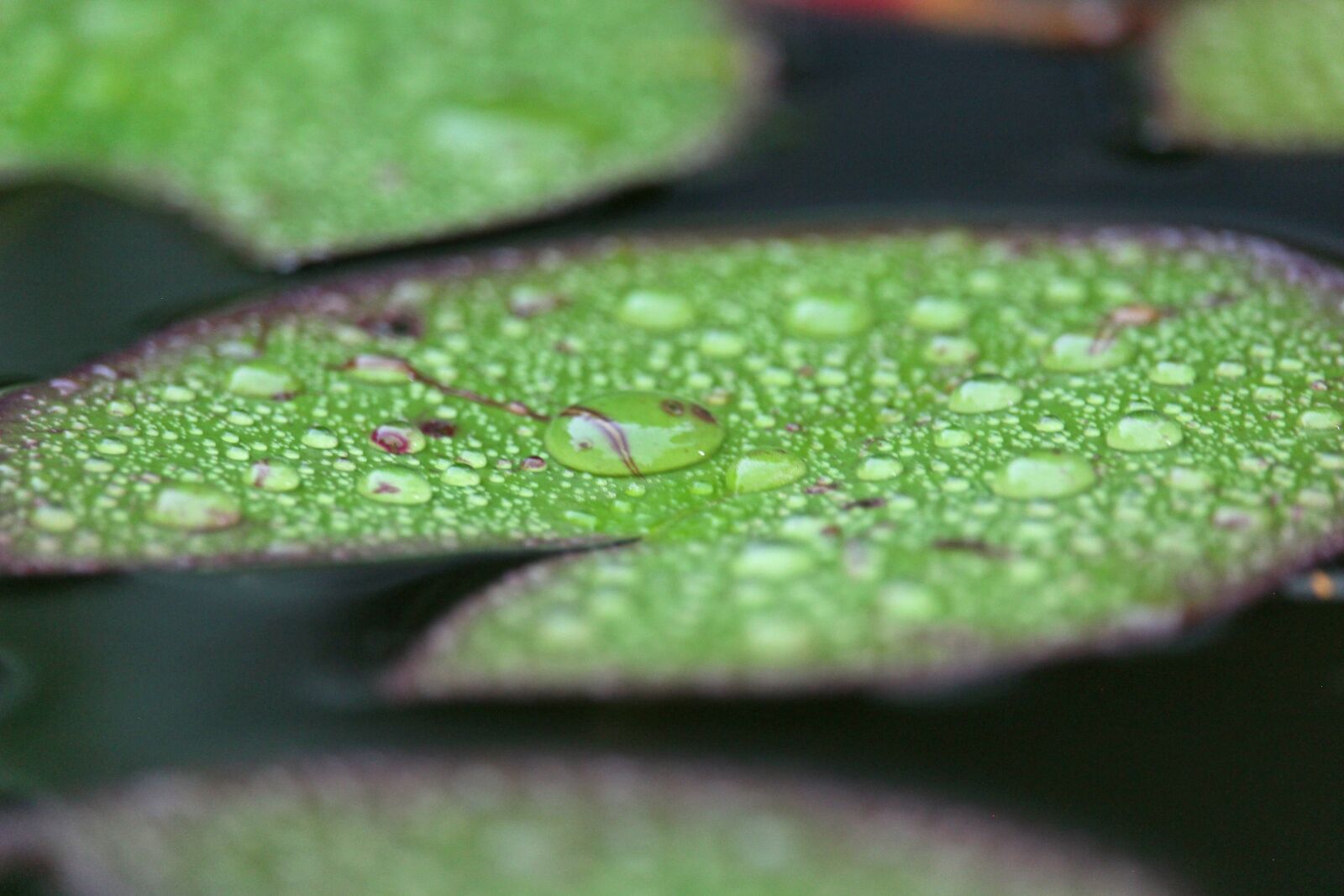Canon EF-S 55-250mm F4-5.6 IS STM sample photo. Raindrop, lily pad, nature photography