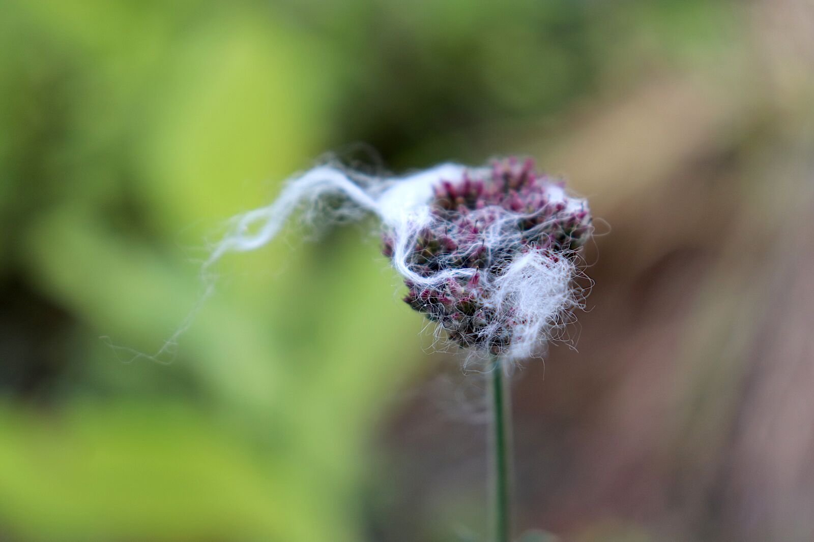 Canon EOS 800D (EOS Rebel T7i / EOS Kiss X9i) sample photo. Flower bud, plants, hair photography