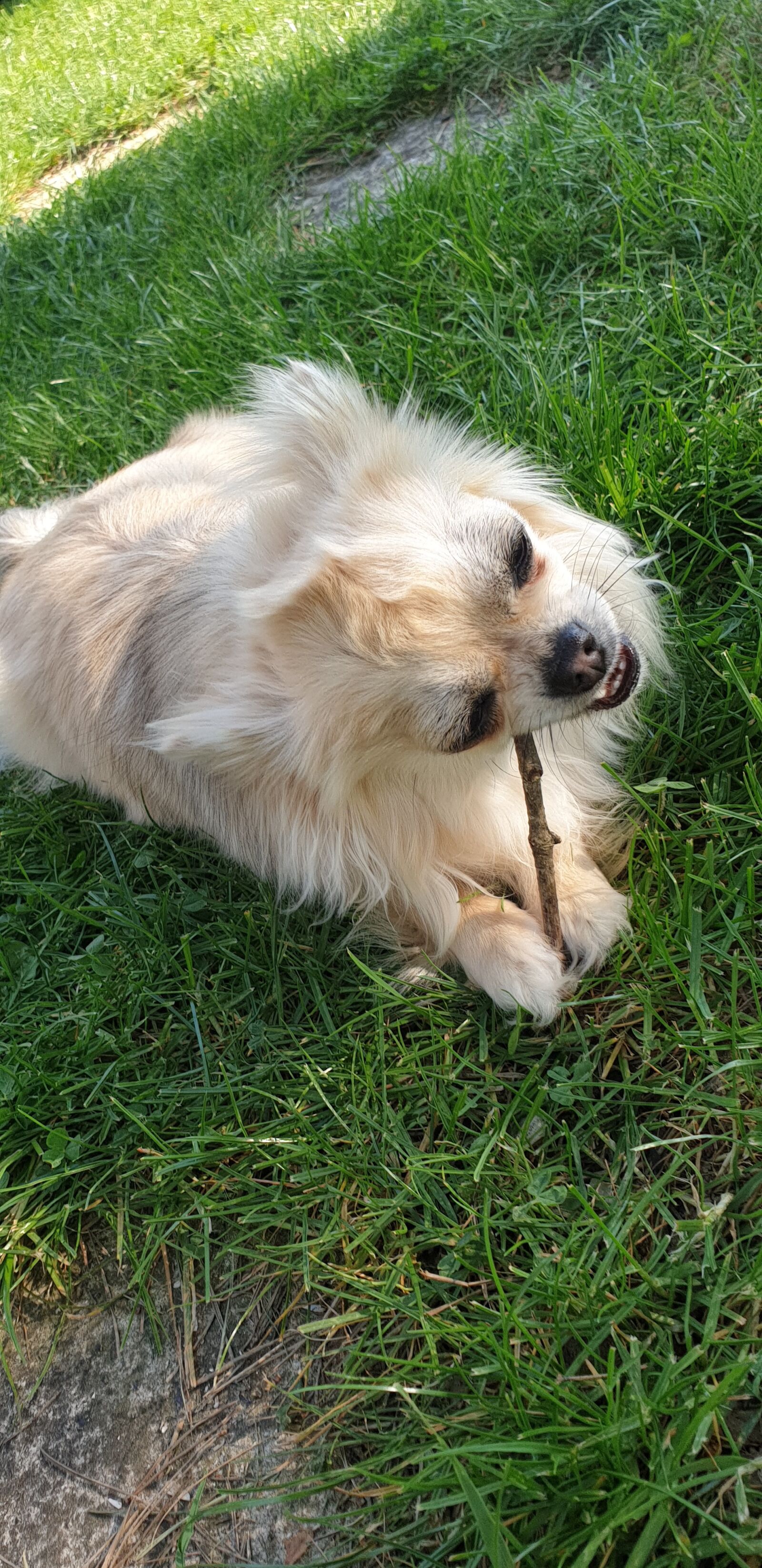 Samsung Galaxy Note9 sample photo. Dog, fart, nature photography