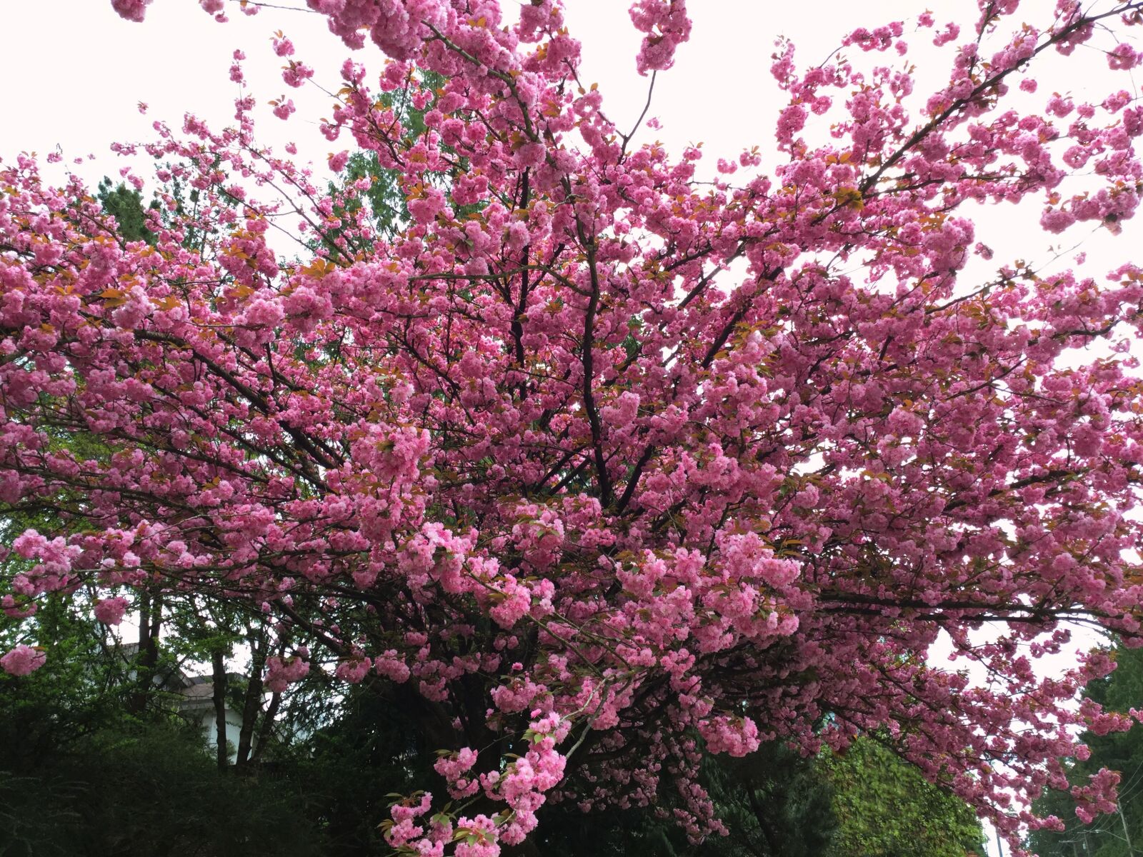 Apple iPod touch sample photo. Pink, cherry, blossom photography