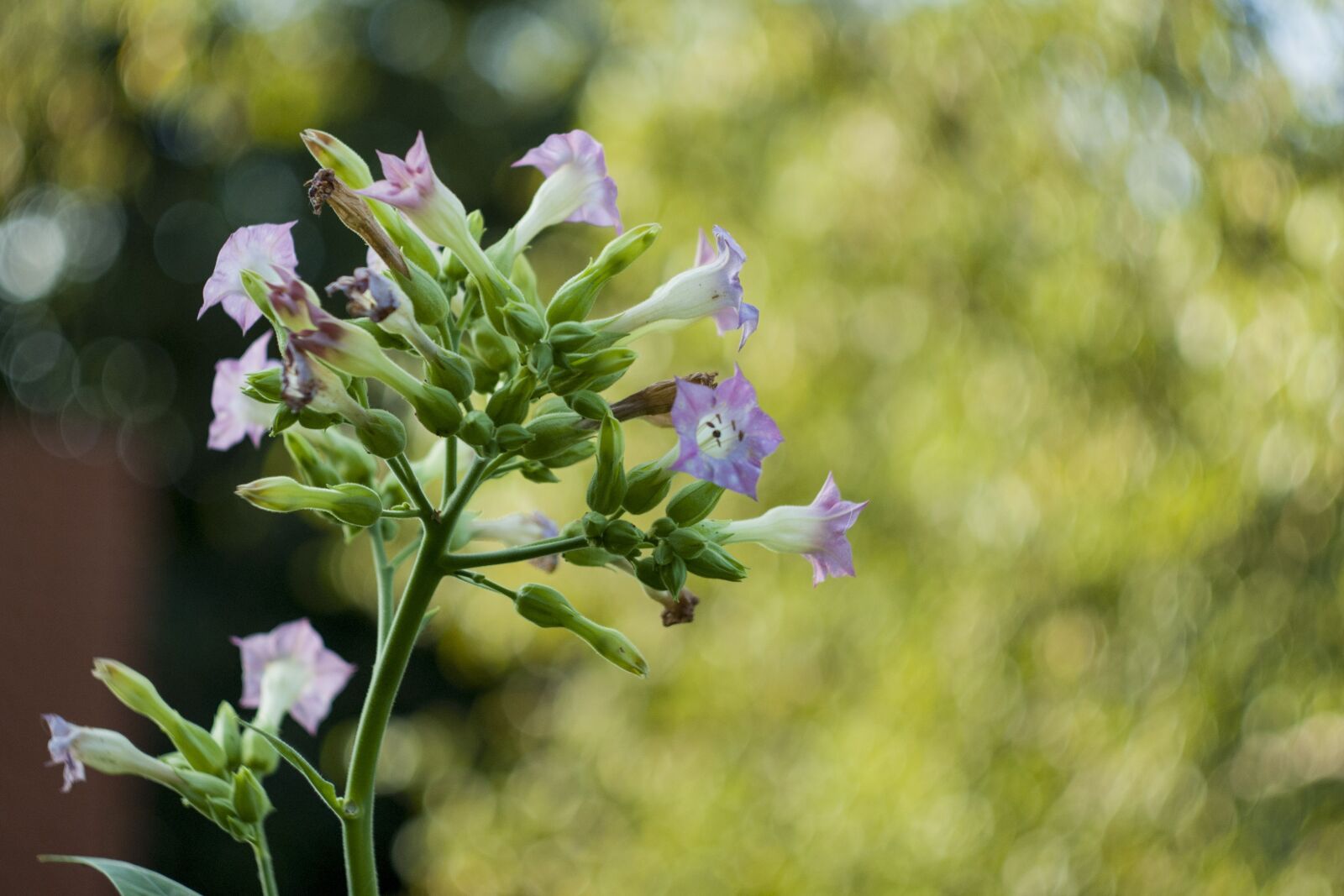 Sony Alpha DSLR-A300 + Minolta AF 50mm F1.7 sample photo. Flower, plant, bloom photography