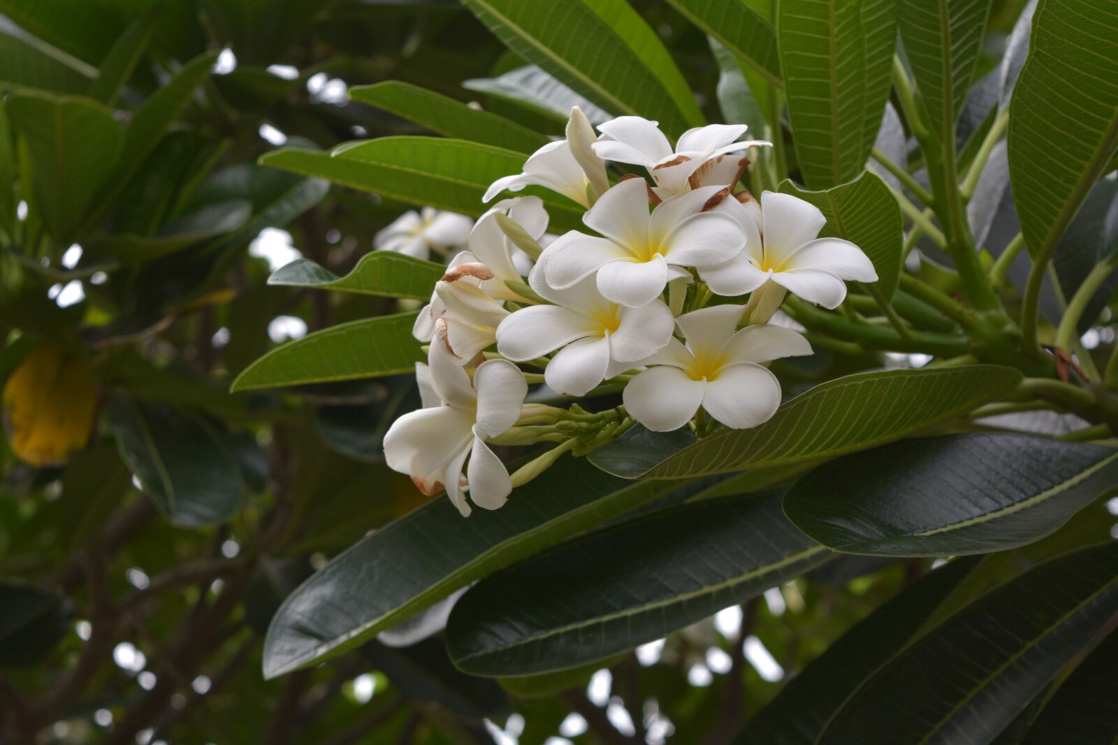 Nikon D7100 sample photo. Frangipani, plumeria white, more photography