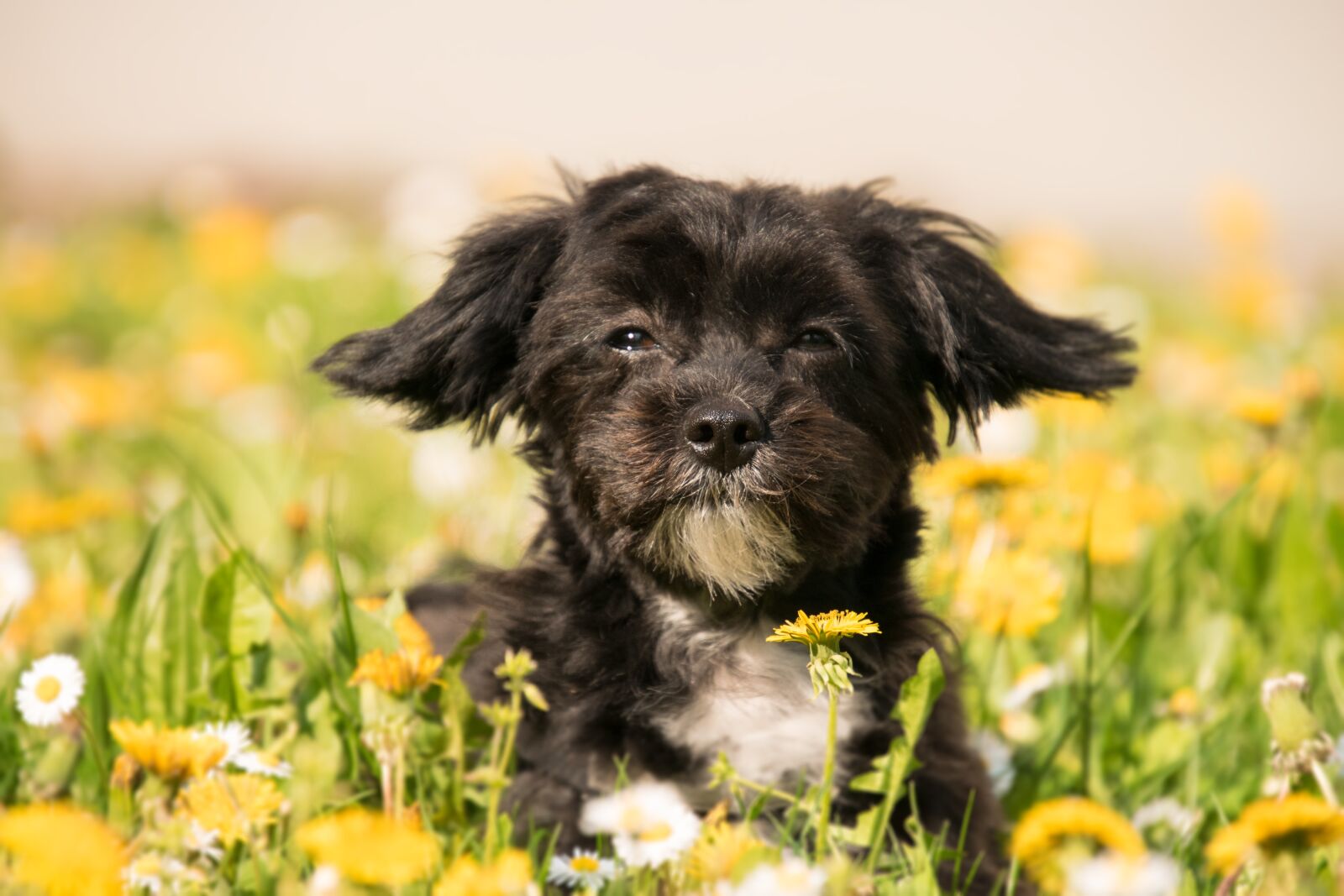 Nikon D3300 sample photo. Cute, nature, animal photography