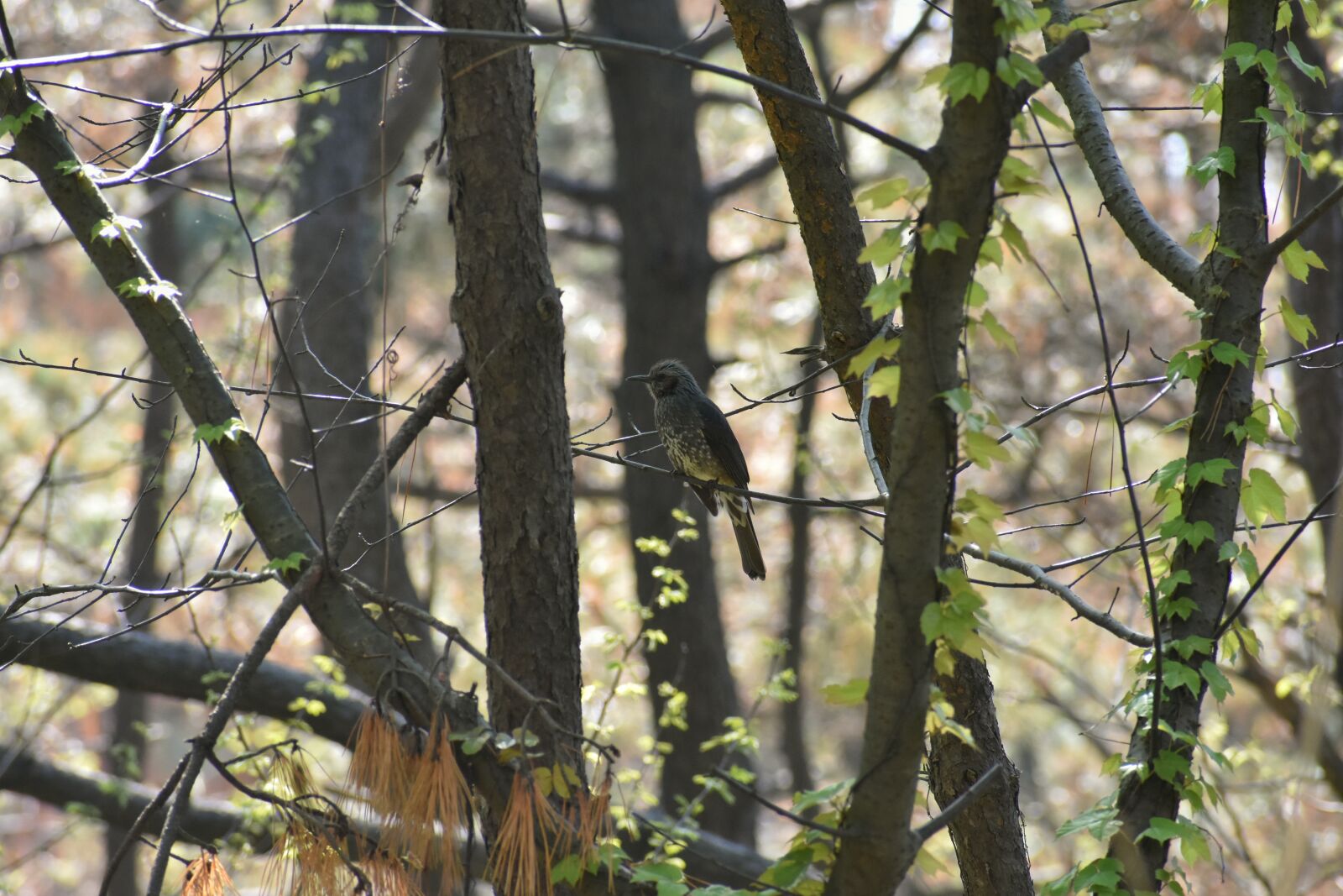 Nikon D7200 sample photo. Natural, landscape, forest photography