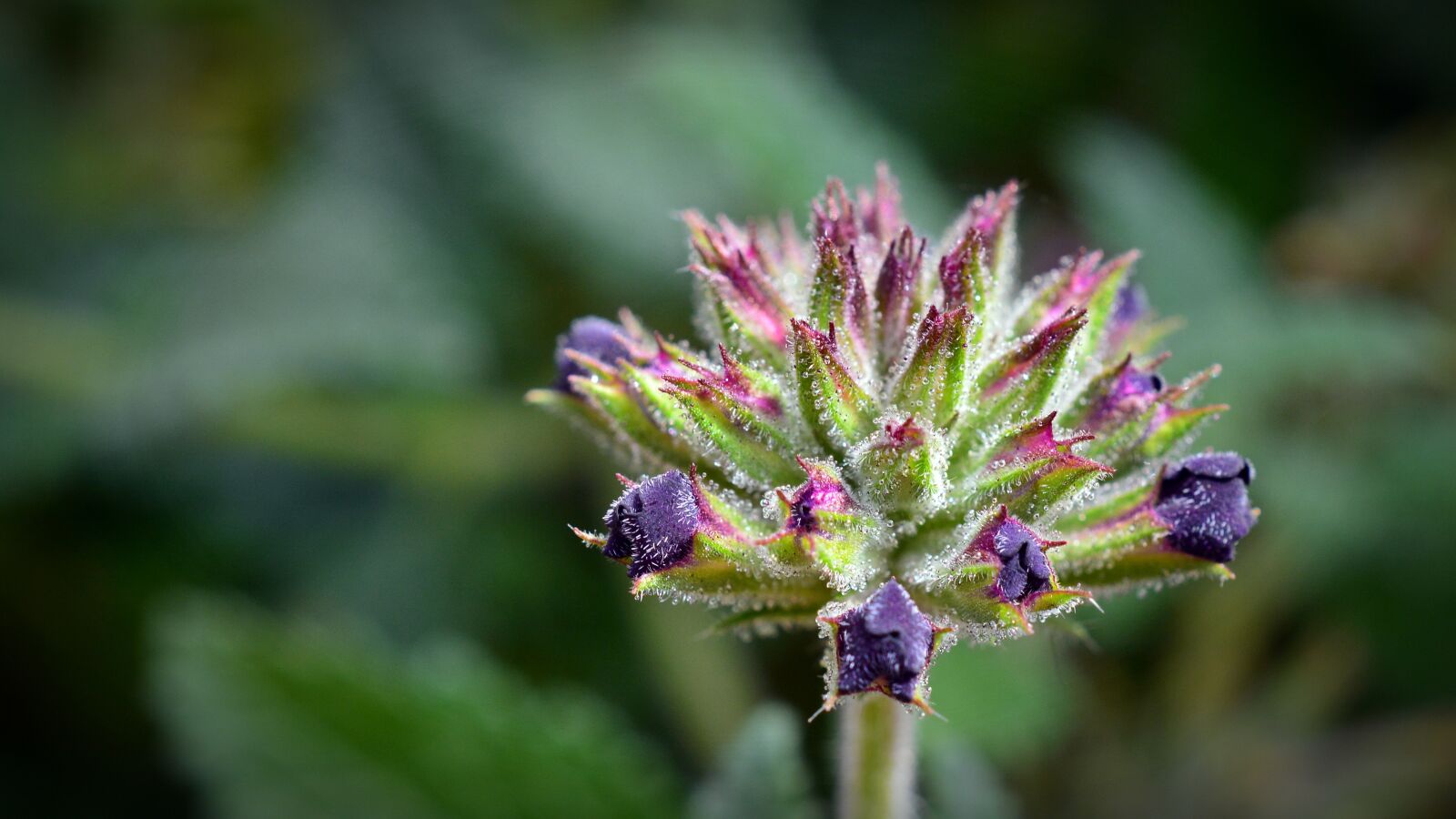 Nikon D5200 sample photo. Verbena, bud, blossom photography