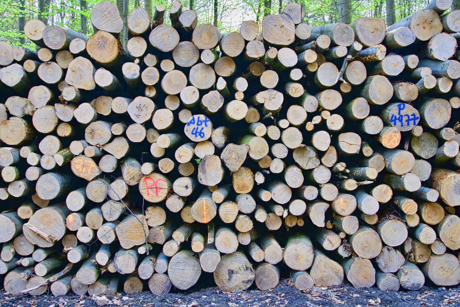Sony a6500 sample photo. Logs, wood, pile photography