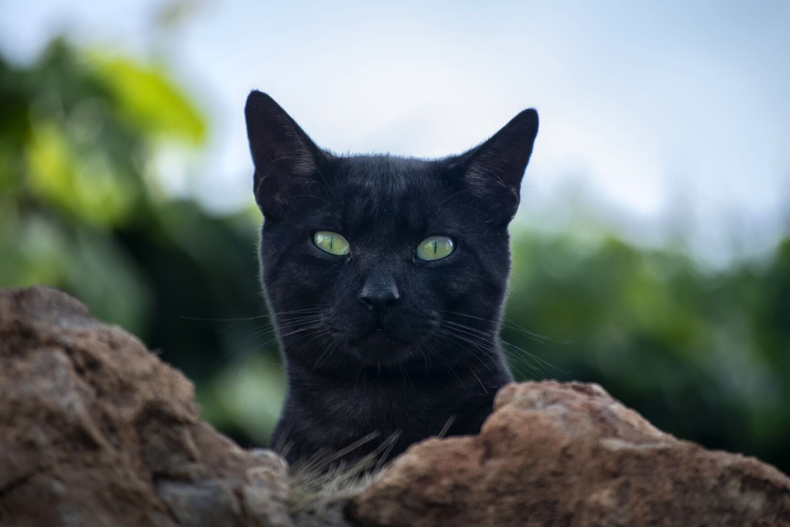Nikon D3300 sample photo. Cat, black, pets photography