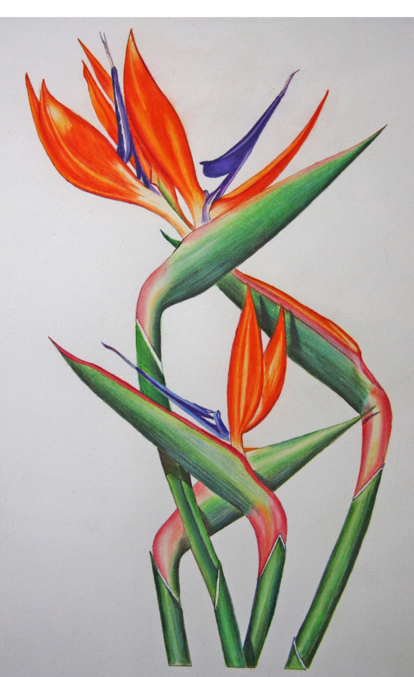 Canon EOS 40D sample photo. Strelitzia, beautiful, flowers photography