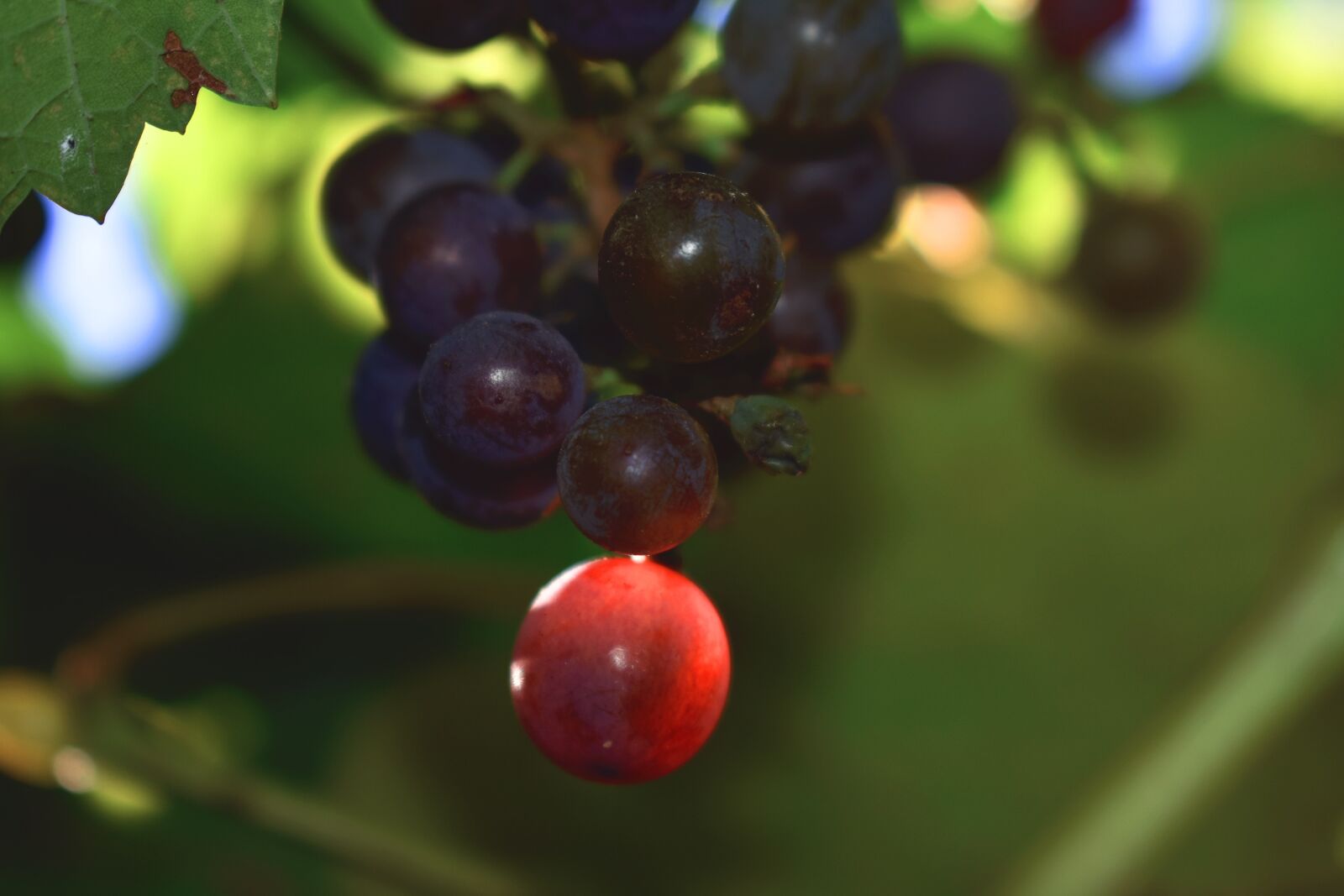 Nikon D3400 sample photo. Nature, grapes, fruit photography
