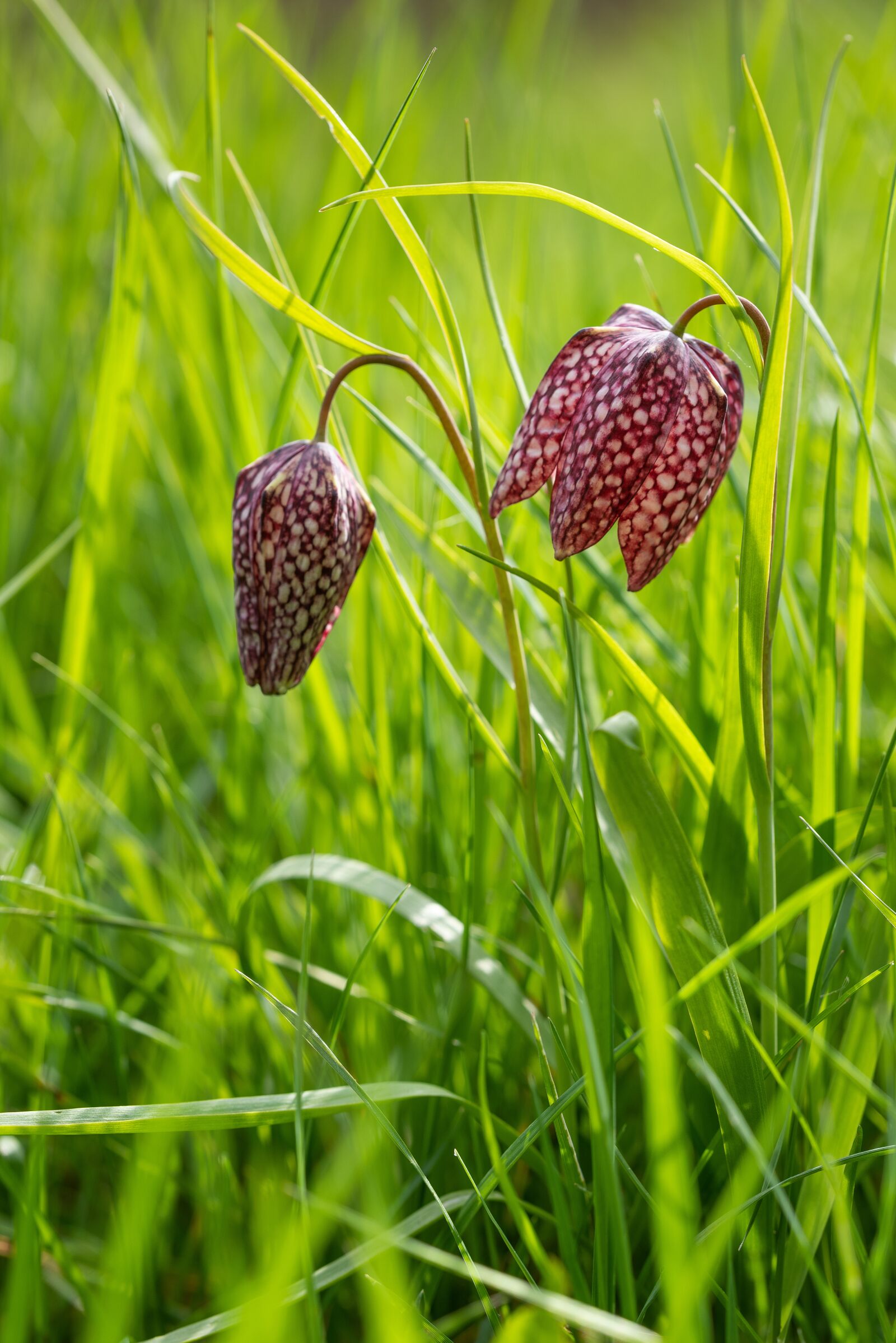 Nikon D810 sample photo. Fritillary, flowers, delicate photography