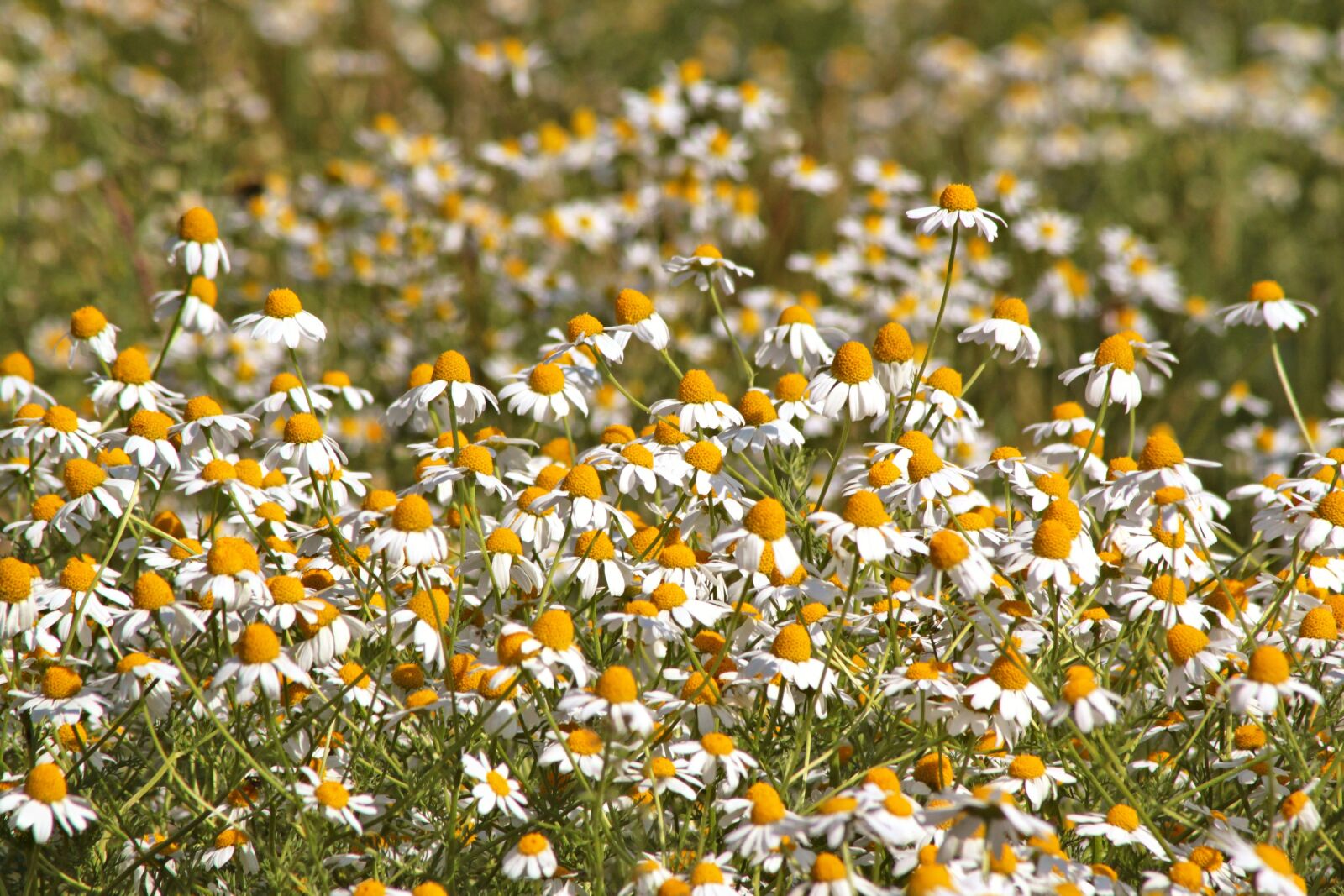 Canon EOS 500D (EOS Rebel T1i / EOS Kiss X3) sample photo. Chamomile, flowers, nature photography