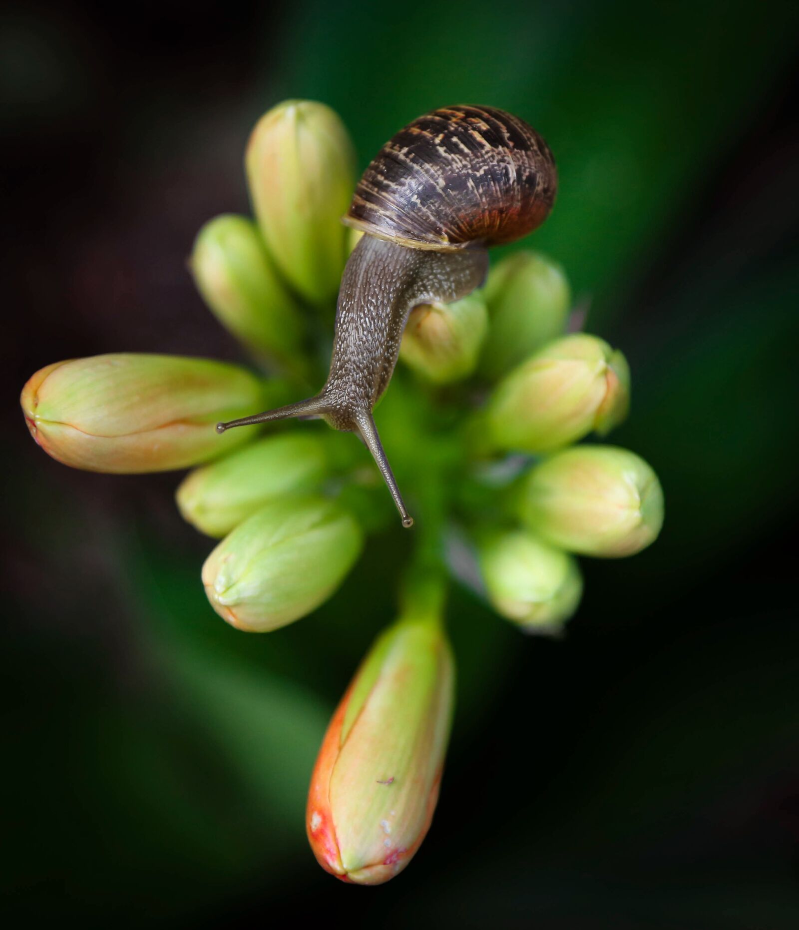 Canon EOS 6D + Canon EF 24-105mm F4L IS USM sample photo. Nature, snail, outdoors photography