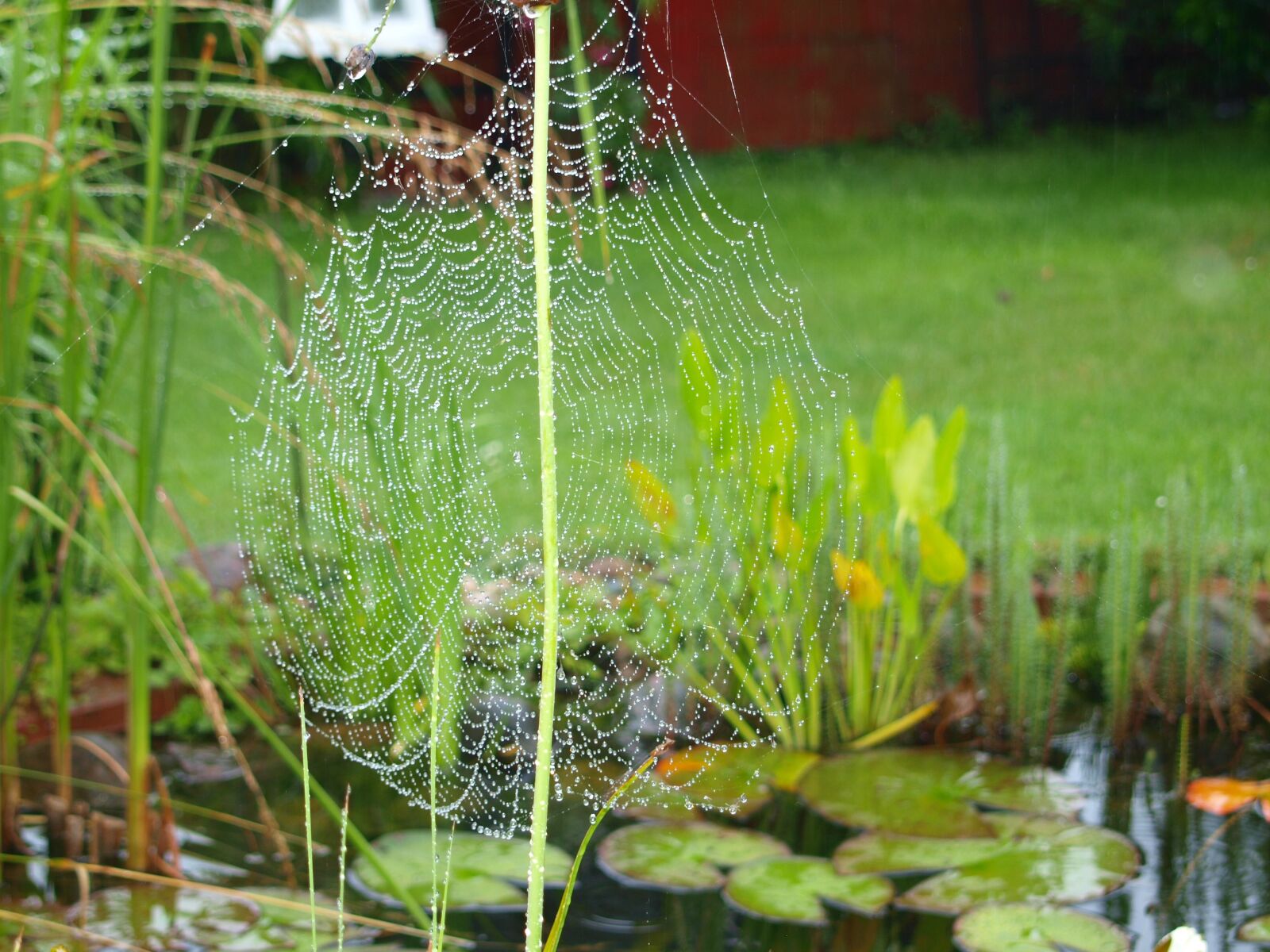Olympus E-420 (EVOLT E-420) sample photo. Rain, spider, cobweb photography