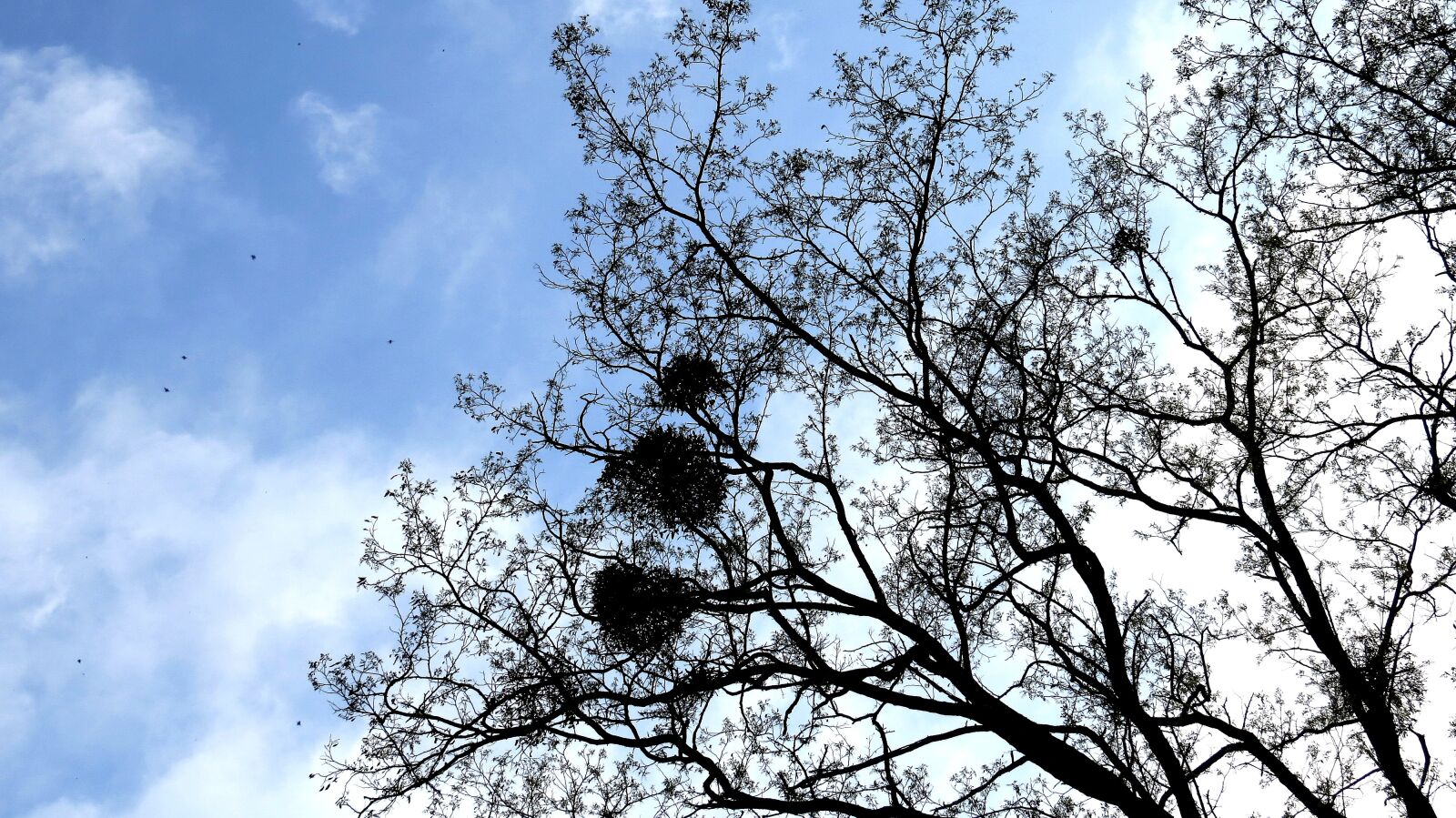 Canon PowerShot SX50 HS sample photo. Tree, branches, mistletoe photography