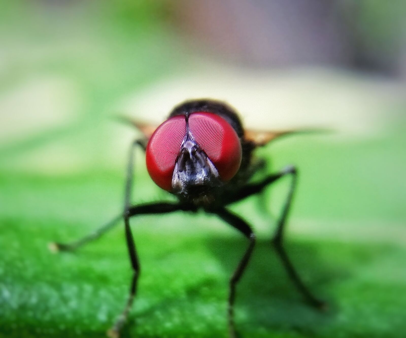 Samsung Galaxy S5 sample photo. Housefly, fly, animal photography