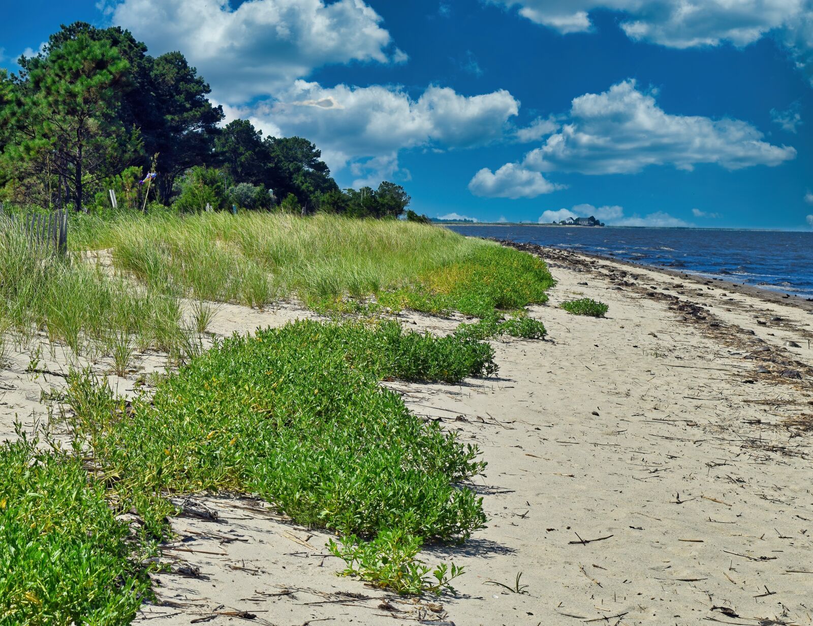 Nikon D3300 sample photo. Beach, bush, sand photography