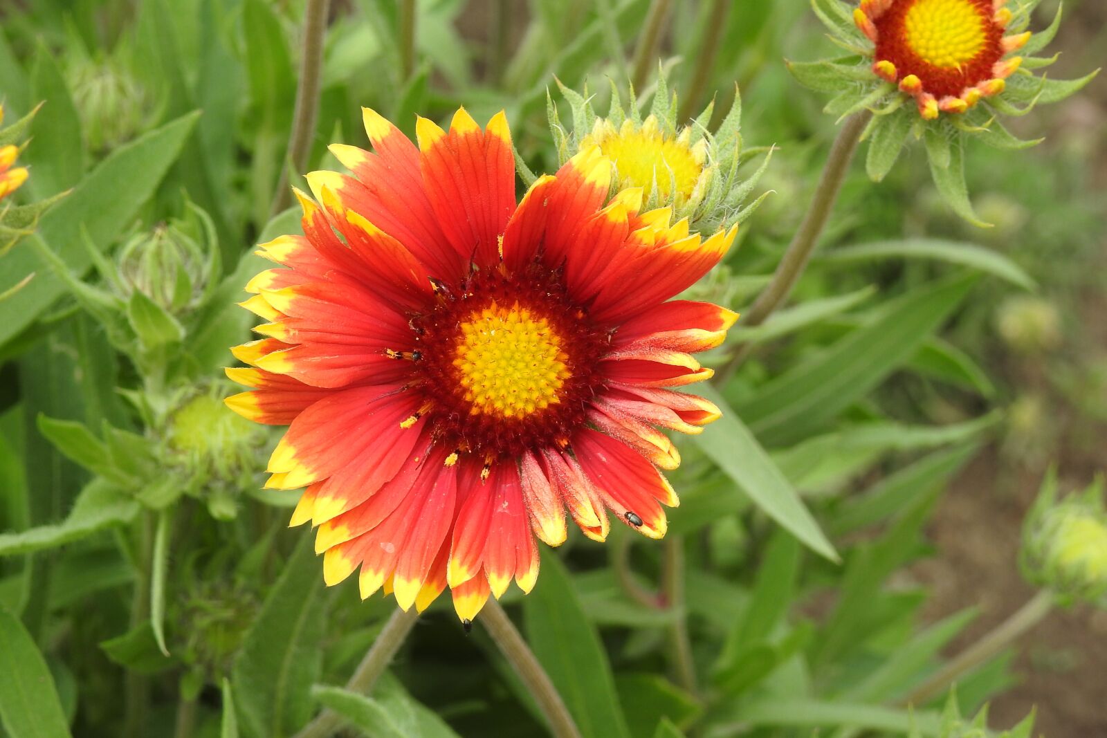 Nikon Coolpix P900 sample photo. Gailardia, plant a garden photography