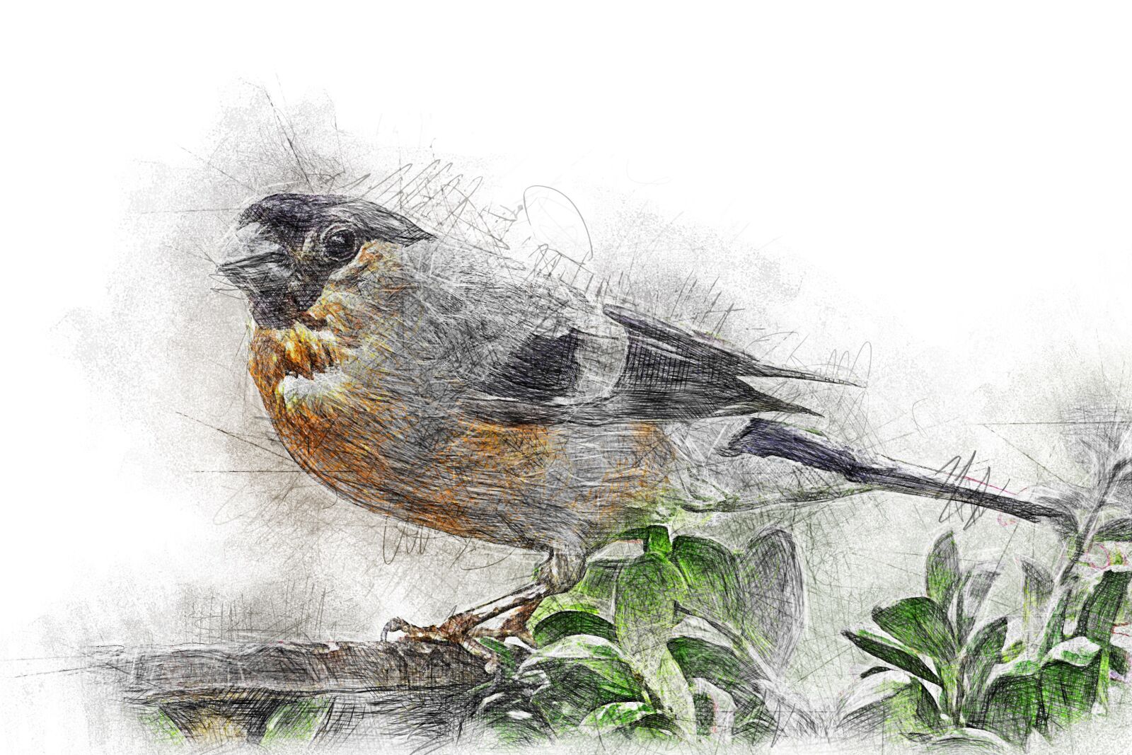 Panasonic Lumix DMC-FZ200 sample photo. Bullfinch, pyrrhula, bird photography